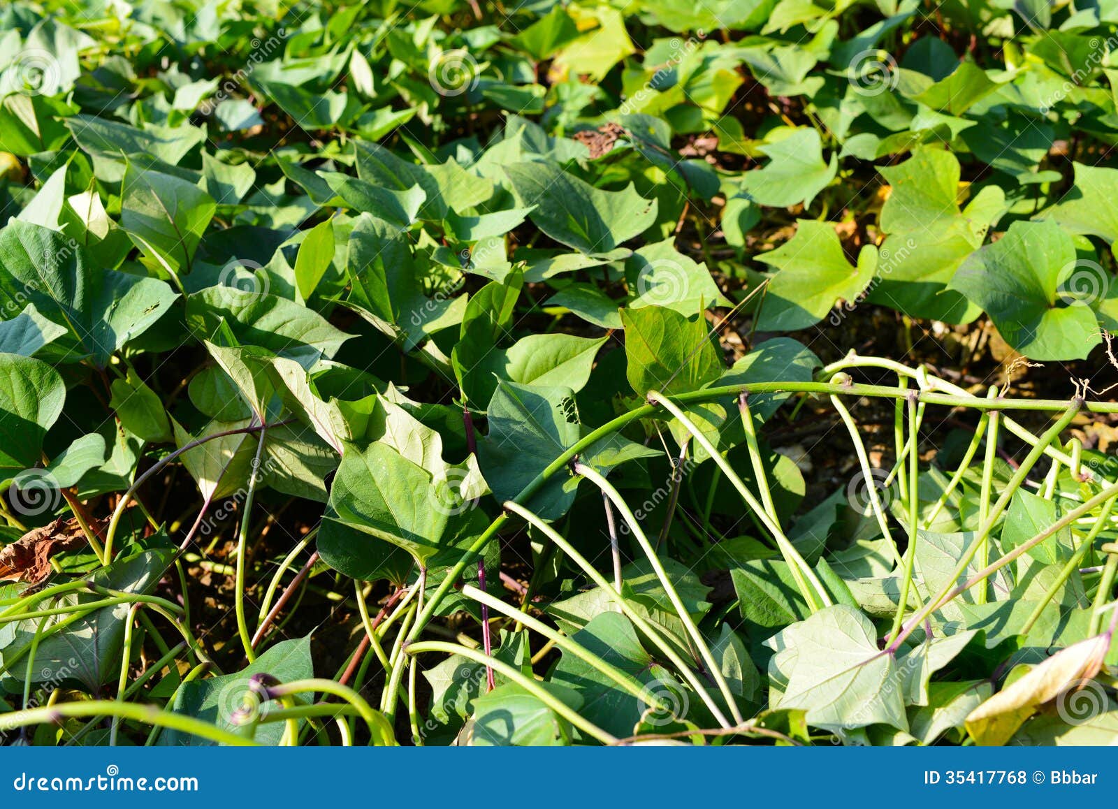 Green sweet potato leaves stock photo. Image of edible 35417768