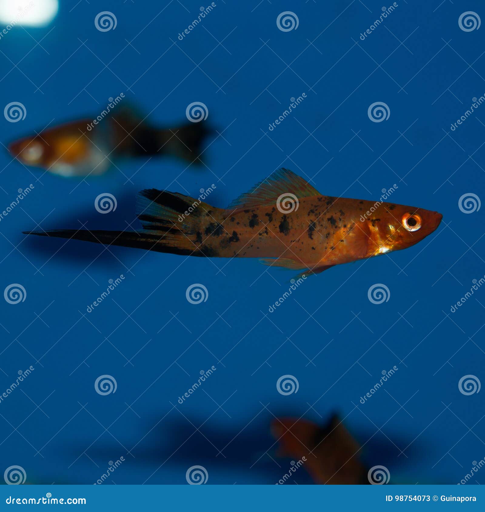 male calico swordtail fish