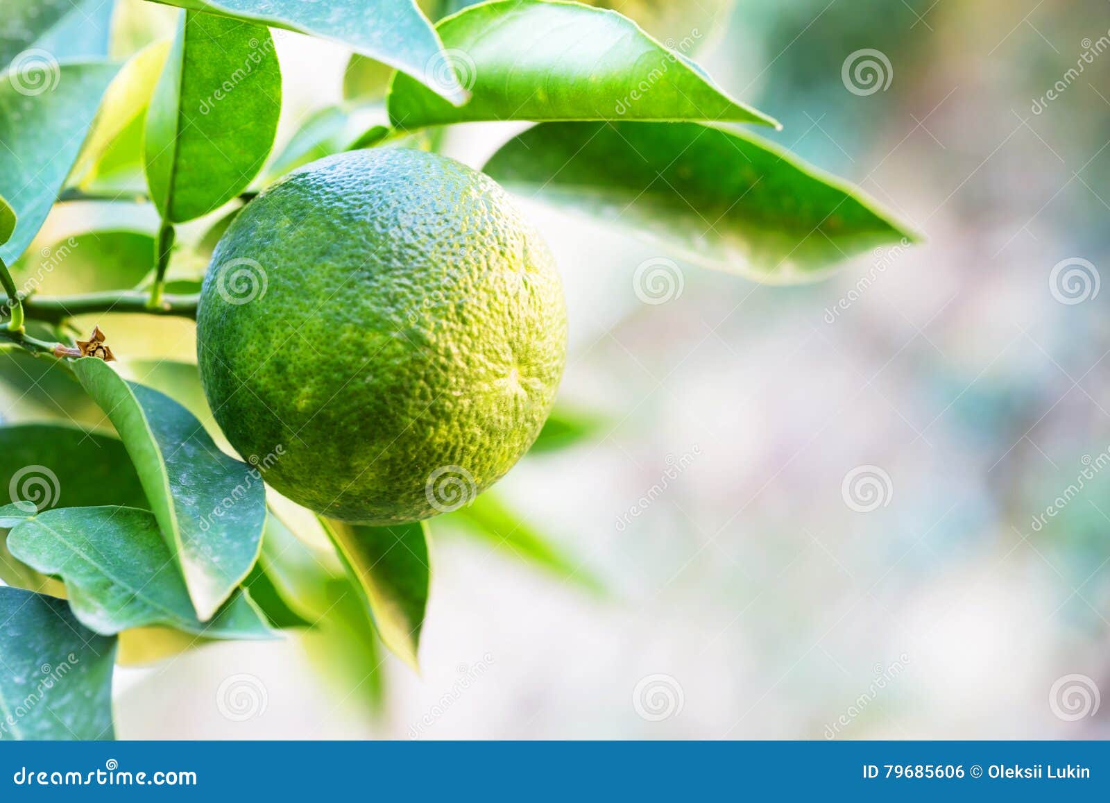 Green Tangerine on a Branch Stock Photo Image of freshness, plant
