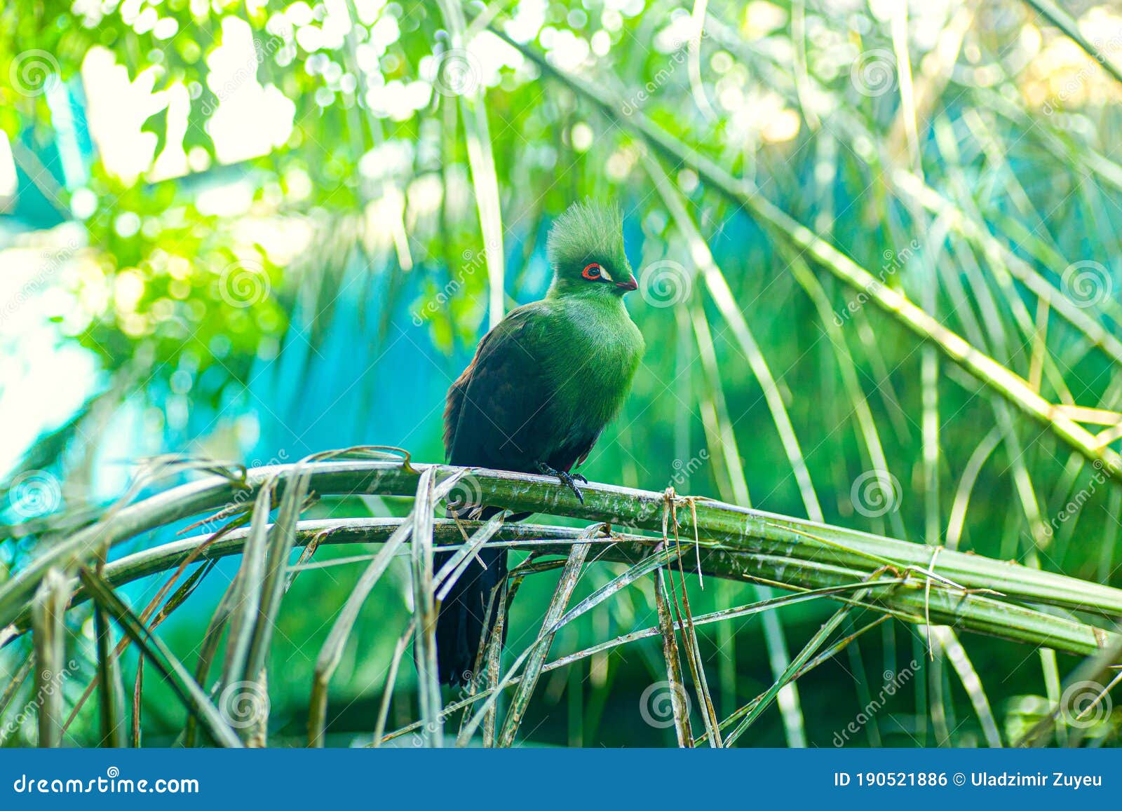 green tauraco  tauraco persa bird. green exotic bird of west africa