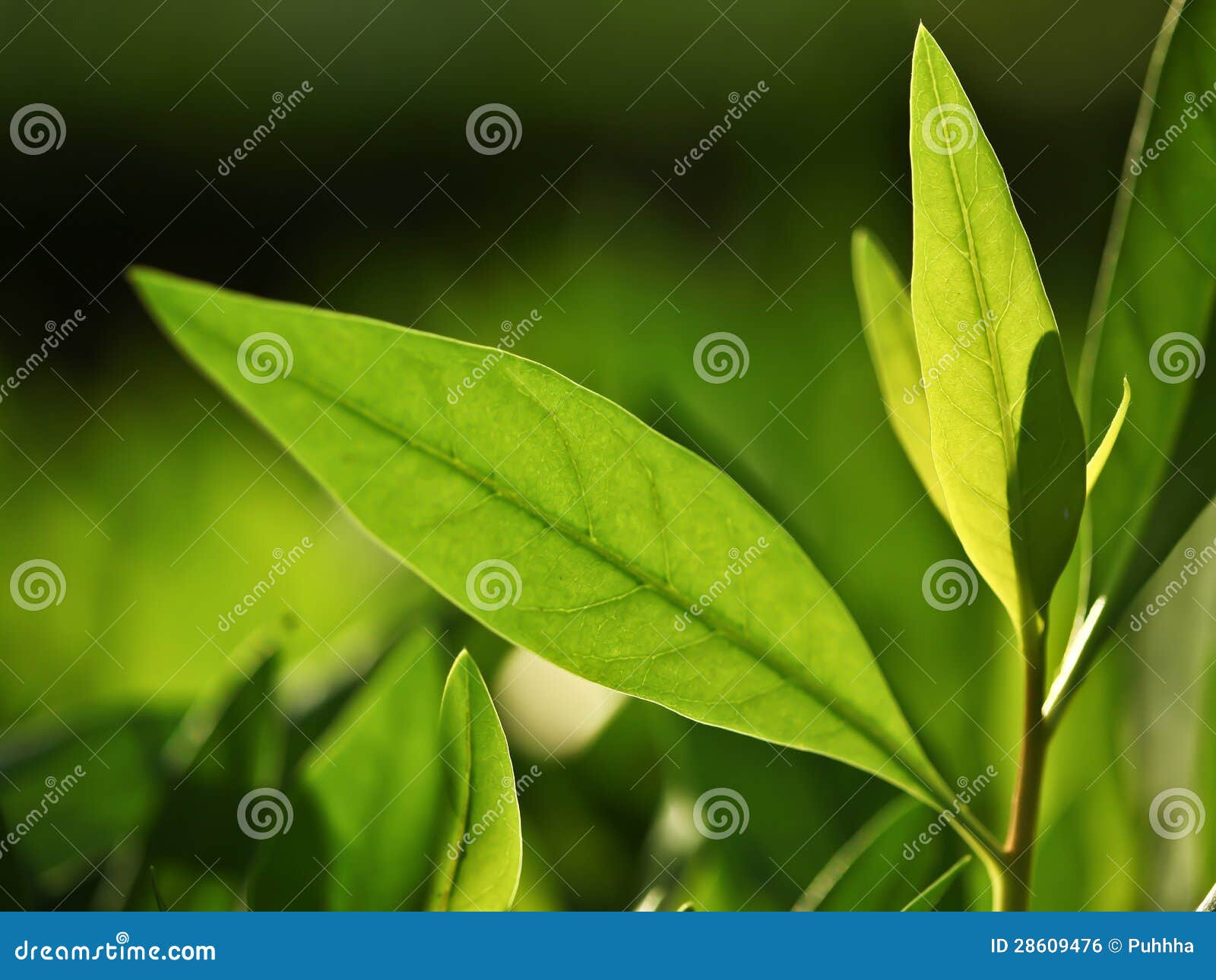 Green Tea stock photo. Image of herbal, tree, closeup 28609476