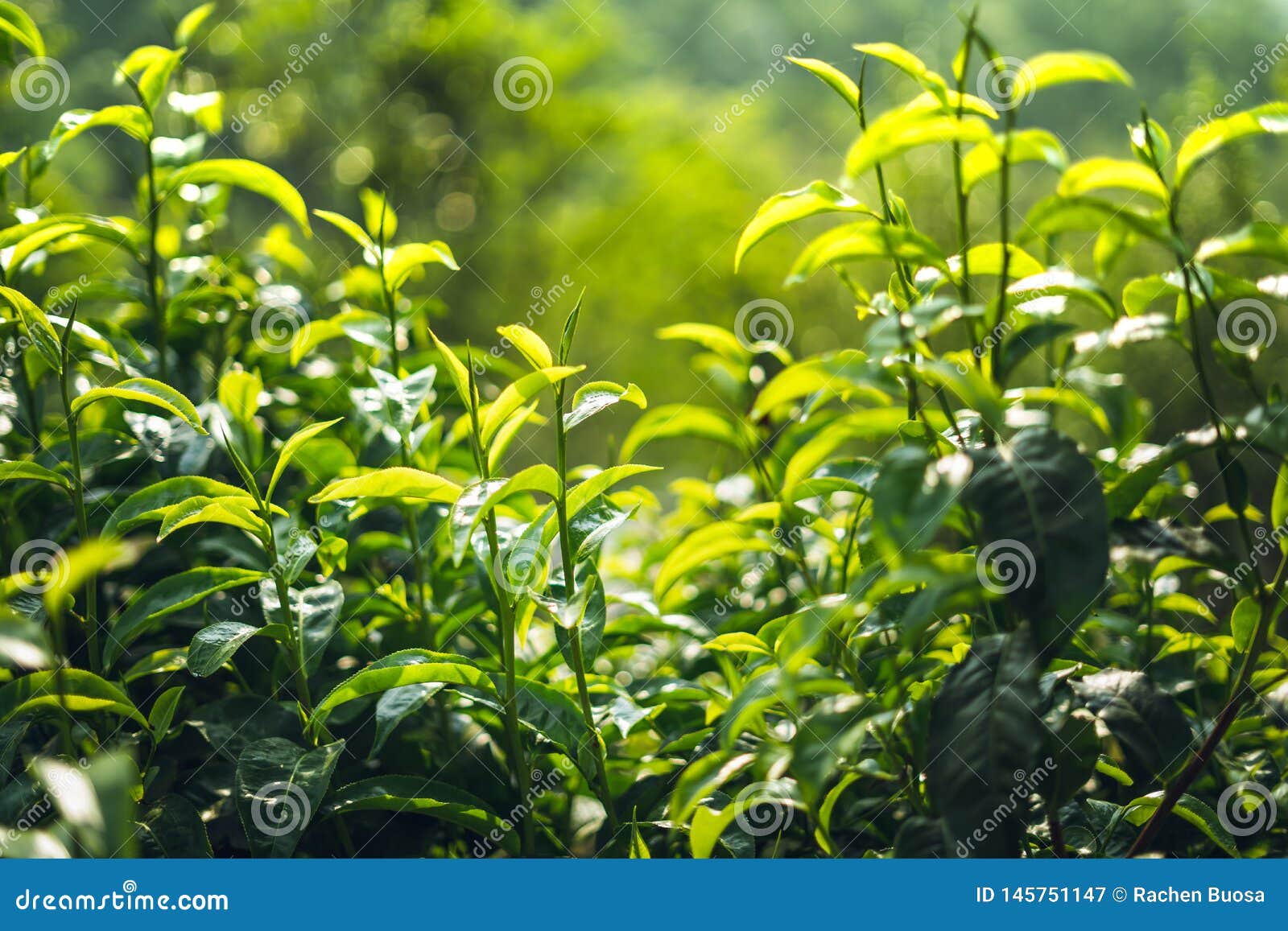Green Tea Assam Tea Fresh Green Leaves Stock Image Image of