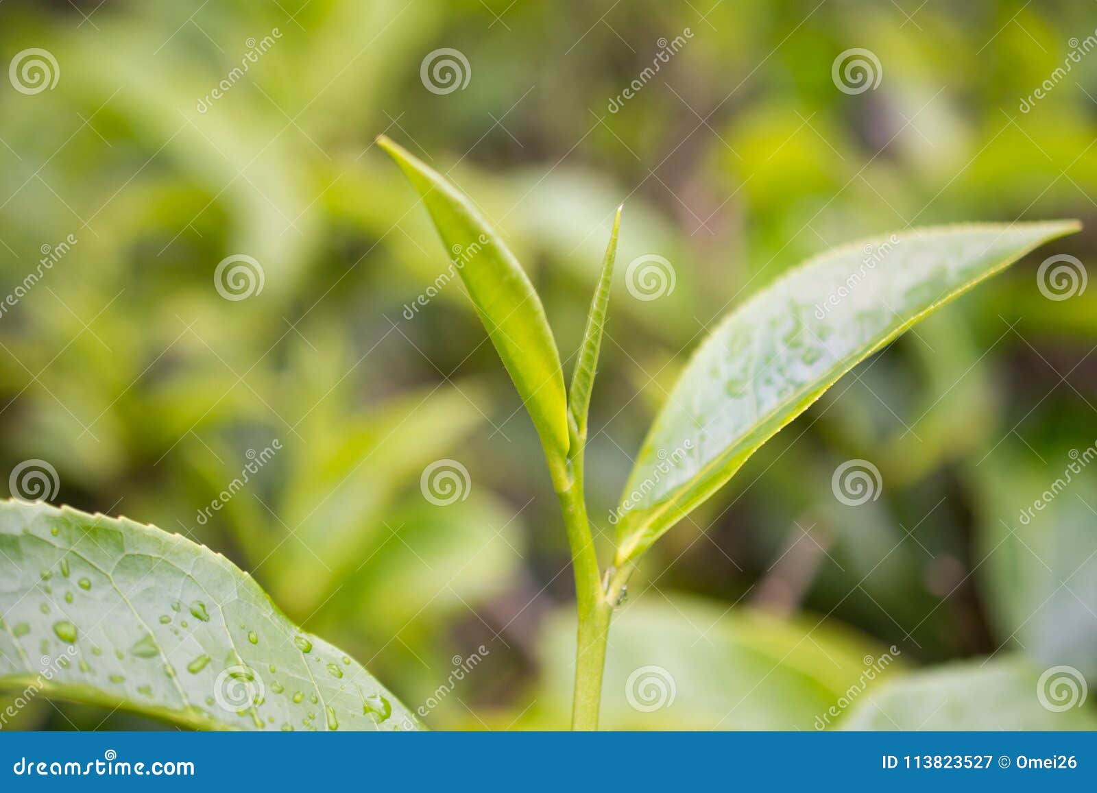 Green Tea Bud and Leaves. Tea Plantations Stock Image Image of close, india 113823527