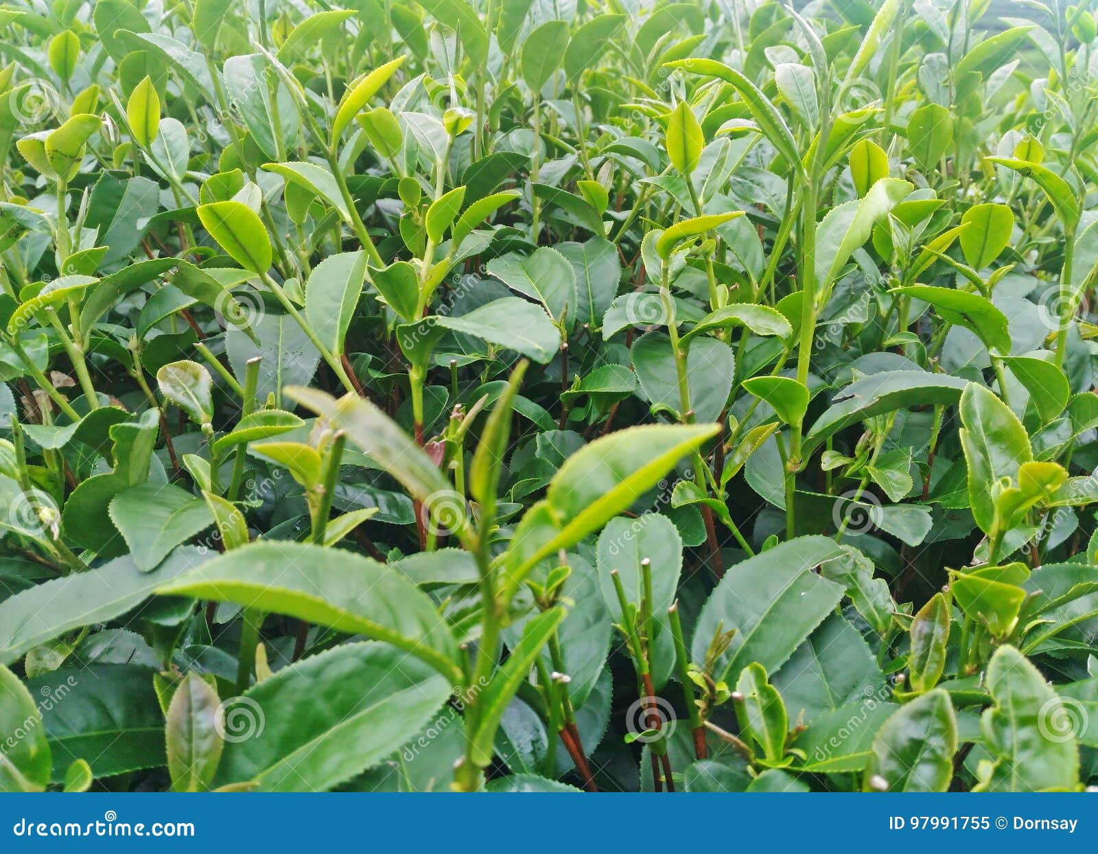 Green Tea Bud and Leaves in Tea Plantations Stock Image Image of plantations, leaves 97991755