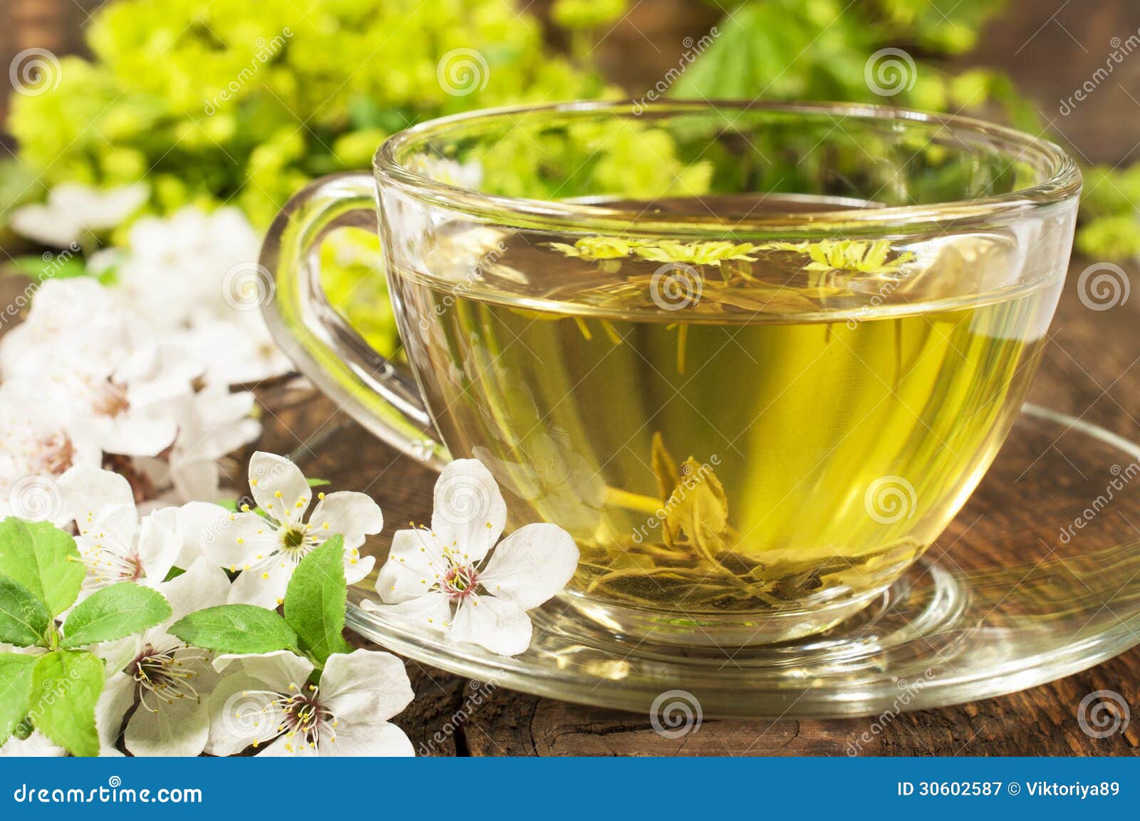 Green Tea with Cherry Blossom Stock Image Image of seasonal, flower