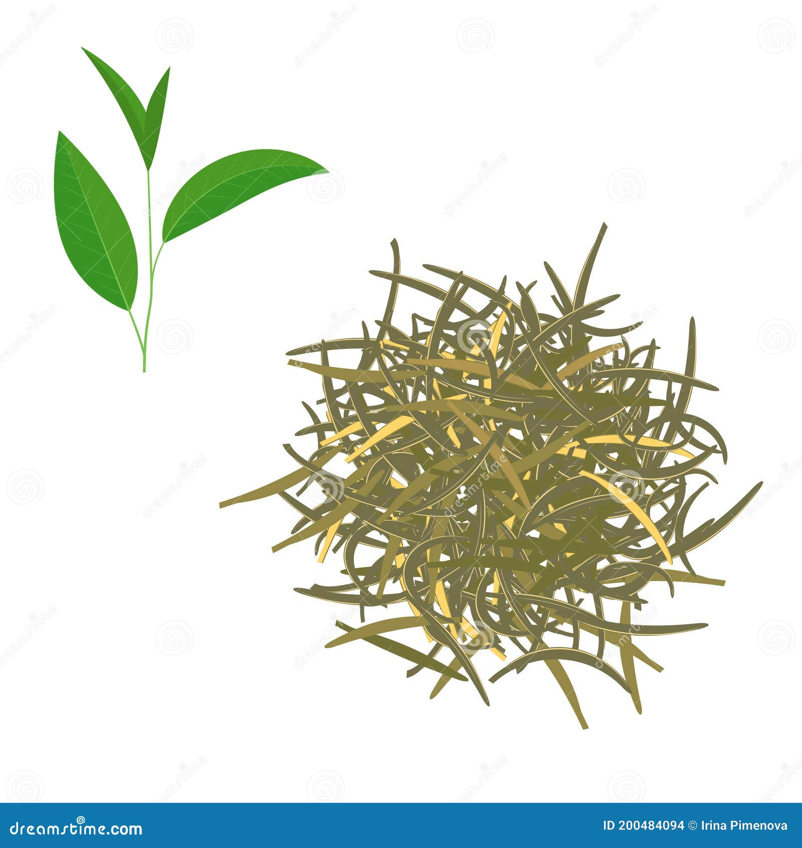 Green Tea. Dry Tea and Green Tea Leaves Stock Vector Illustration of