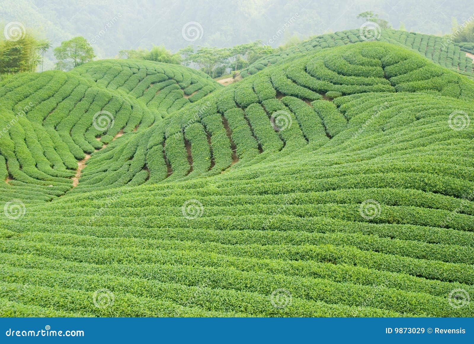 Green tea farm hill stock image. Image of highland, field 9873029