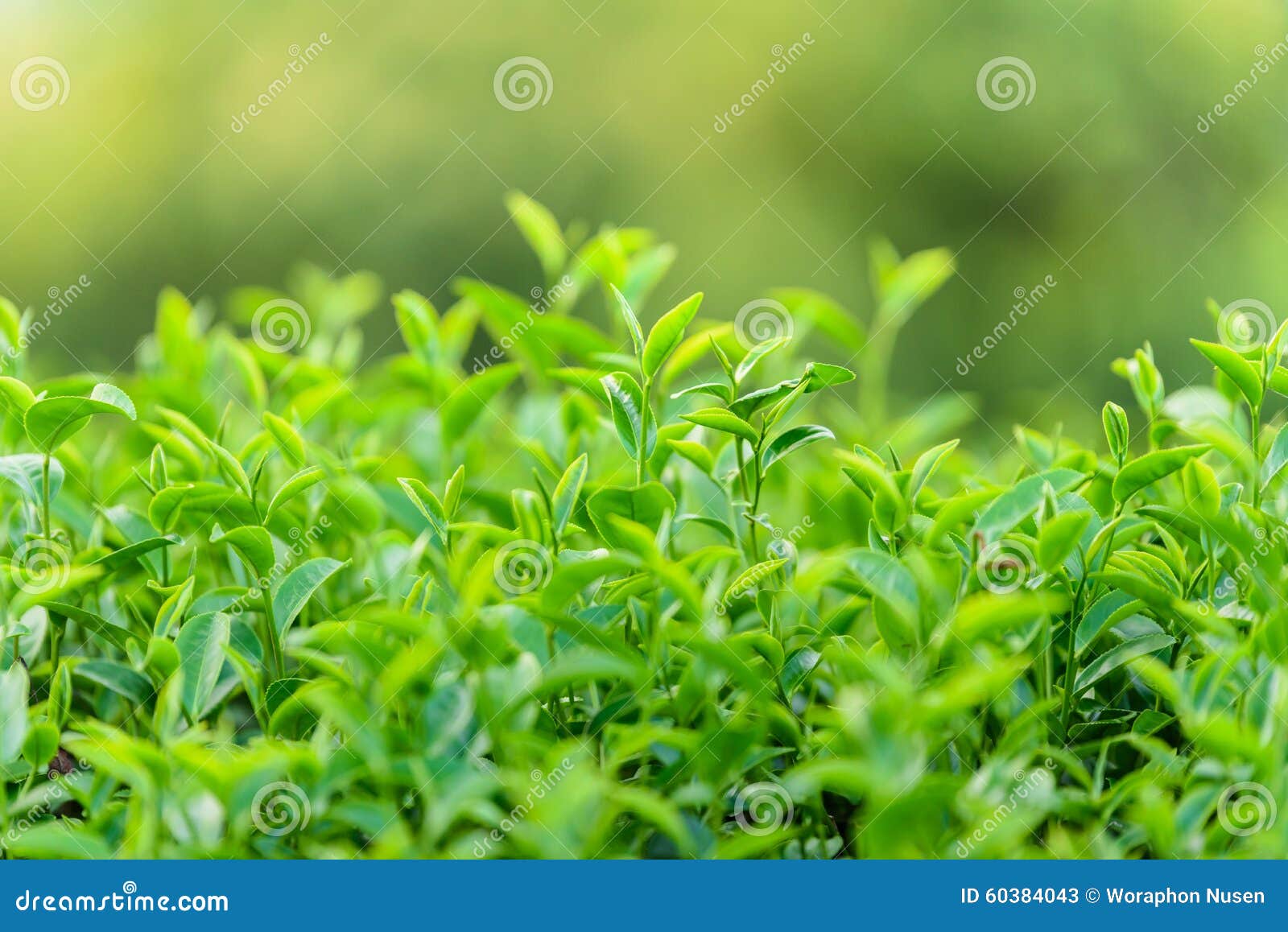 Green tea and fresh leaves stock image. Image of herb 60384043