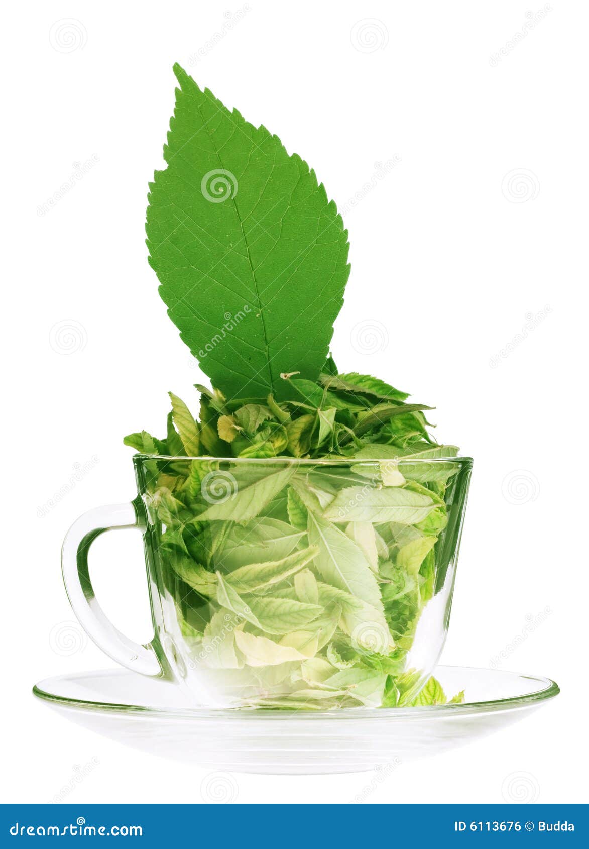 green tea freshness