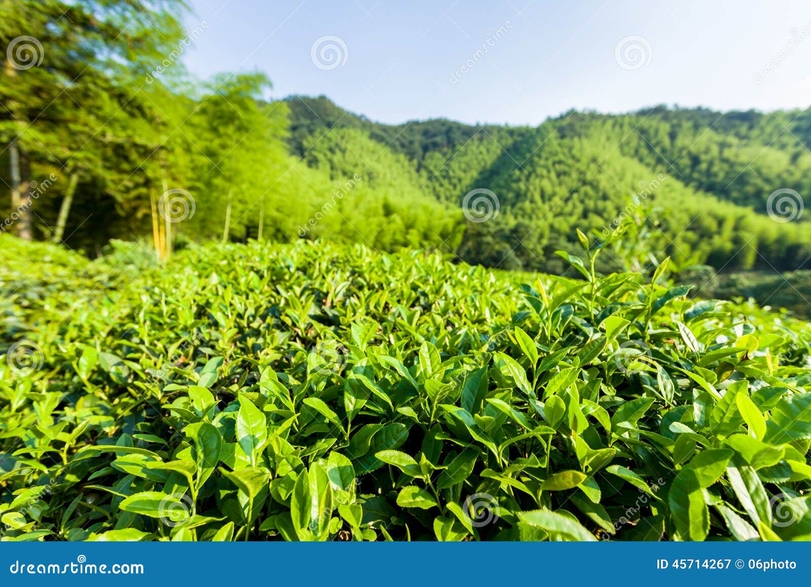 Green Tea Garden on the Hill, China South Stock Image Image of grow