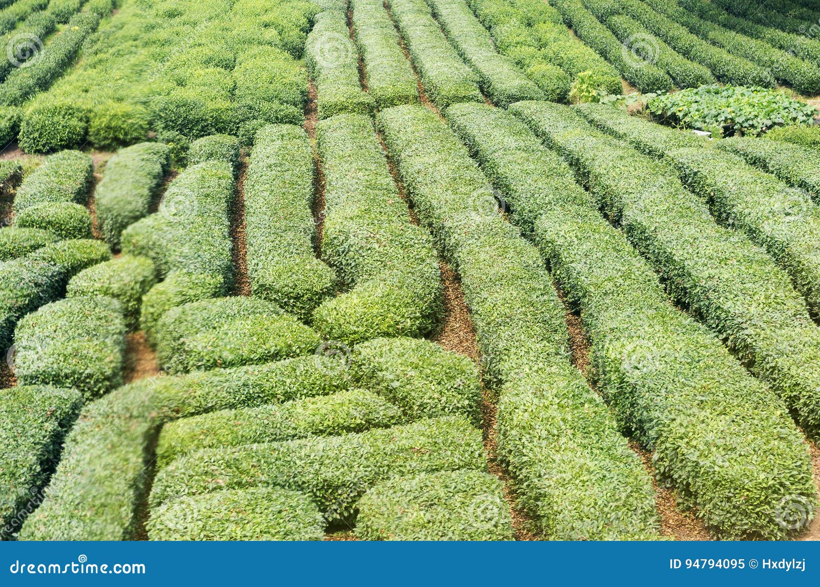 Green tea garden stock image. Image of outdoor, spring 94794095