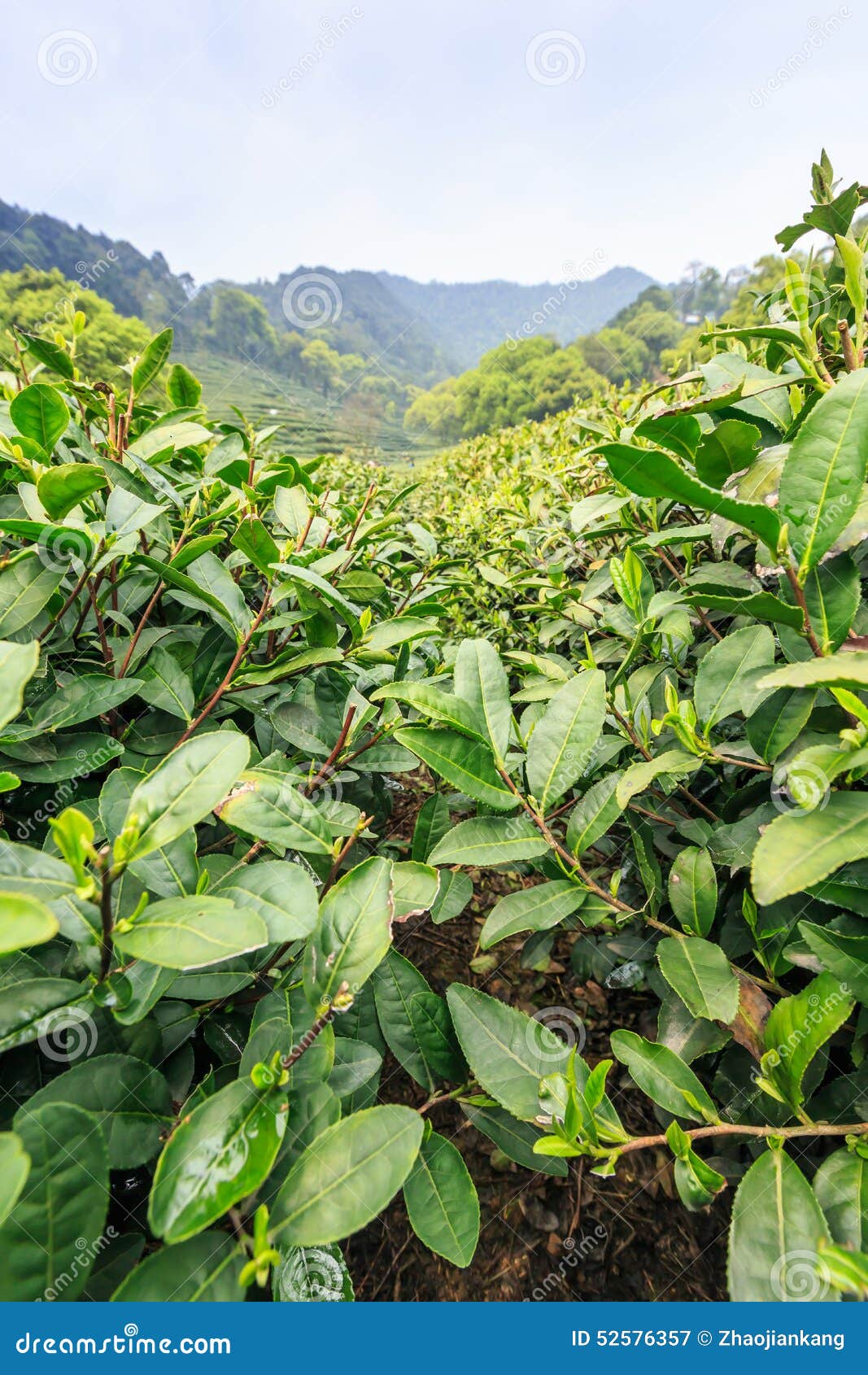 Green tea garden stock image. Image of ecology, beautiful 52576357