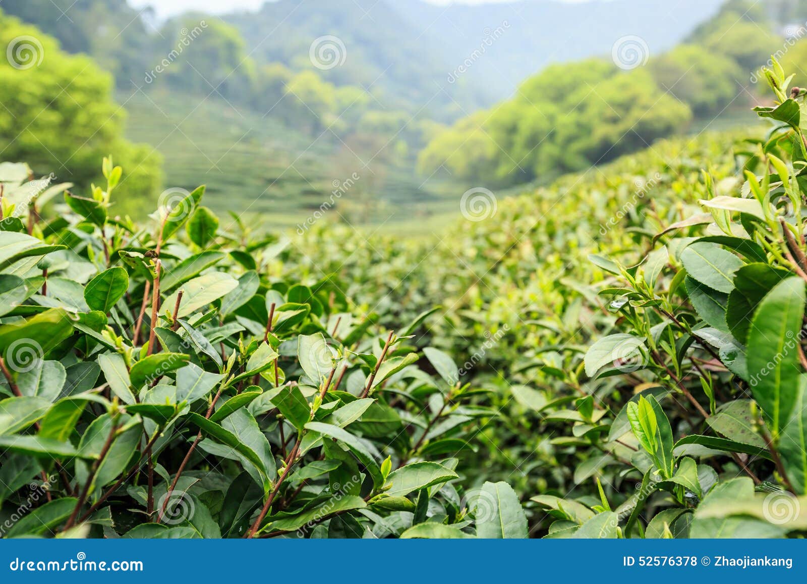 Green tea garden stock photo. Image of tourism, mountains 52576378