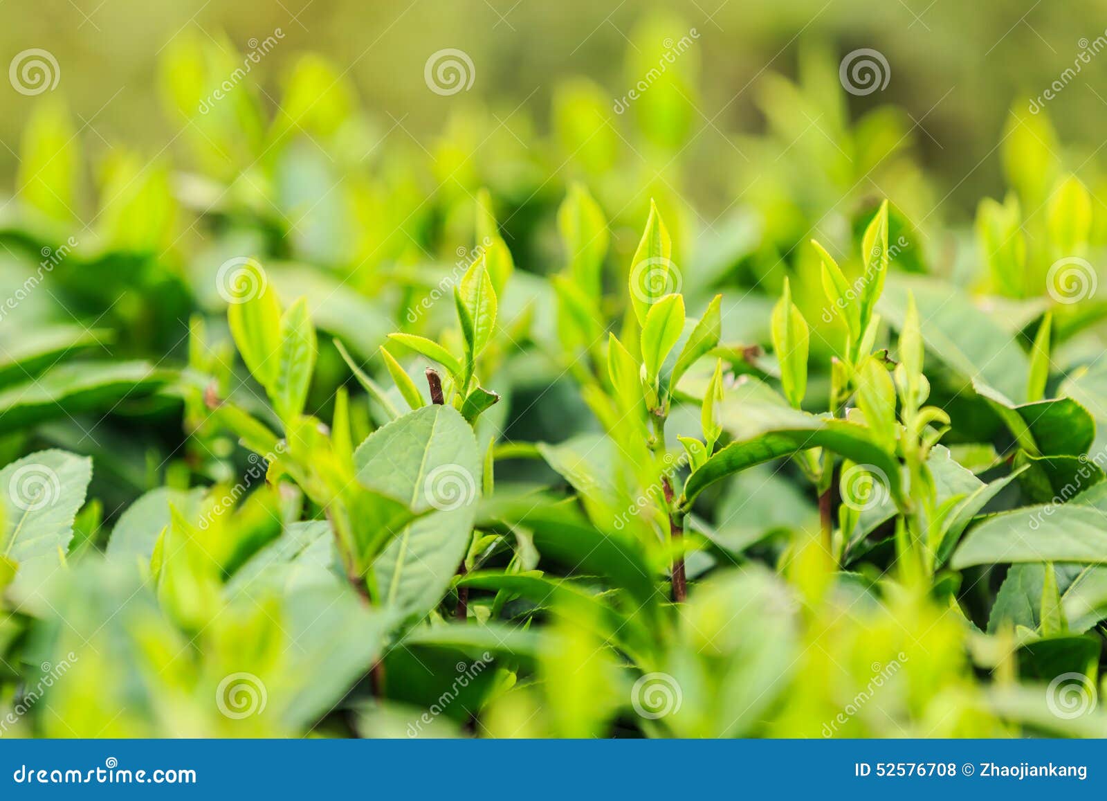 Green tea garden stock photo. Image of season, fuzzy 52576708