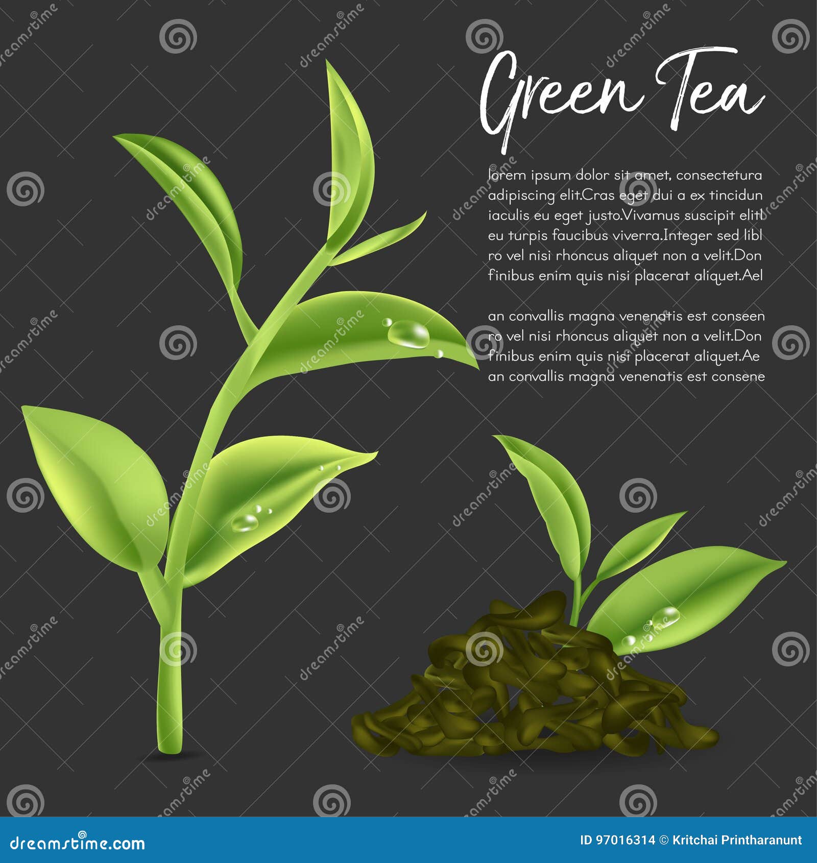 Green tea,Green tea leaf. stock vector. Illustration of green 97016314