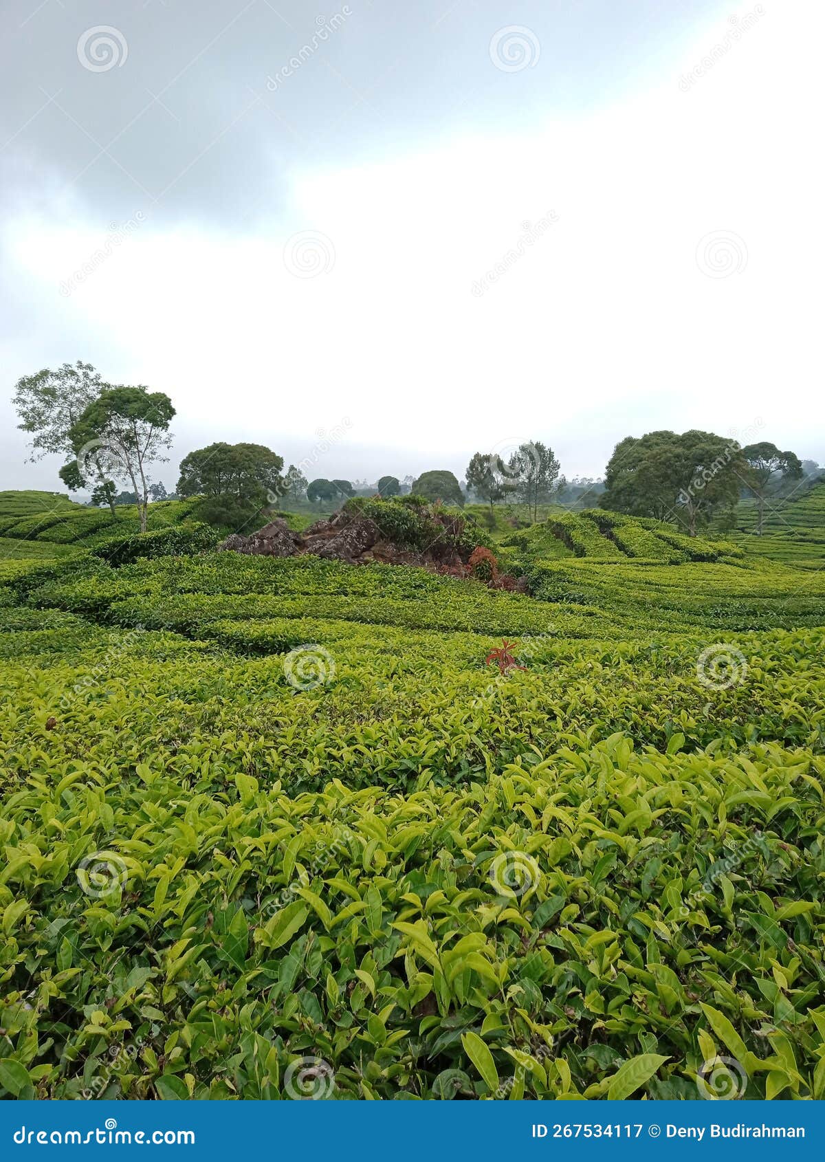 Green Tea Hill stock image. Image of produce, garden 267534117