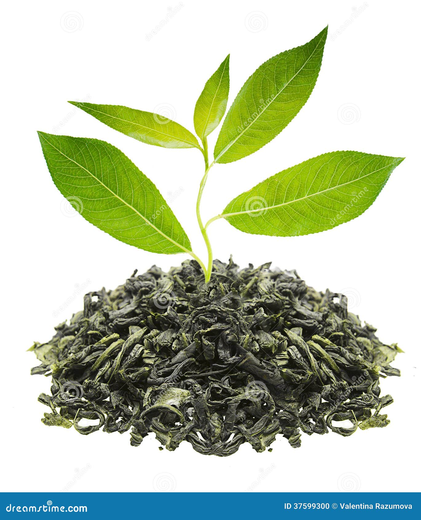 Green tea with leaf stock photo. Image of caffeine, teabag 37599300