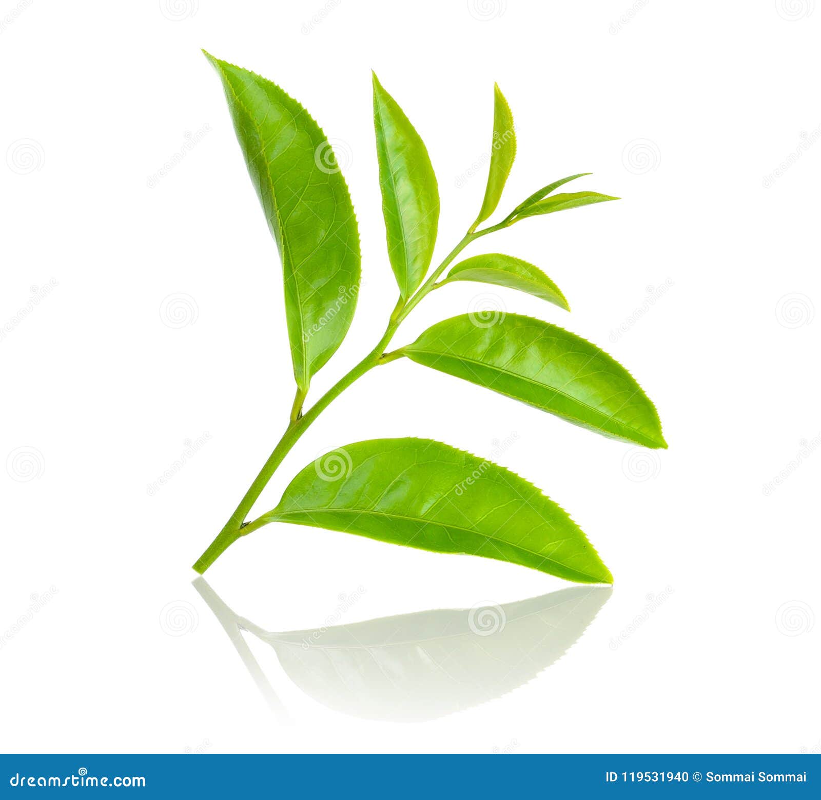 Green tea leaf stock photo. Image of healthy, nature 119531940
