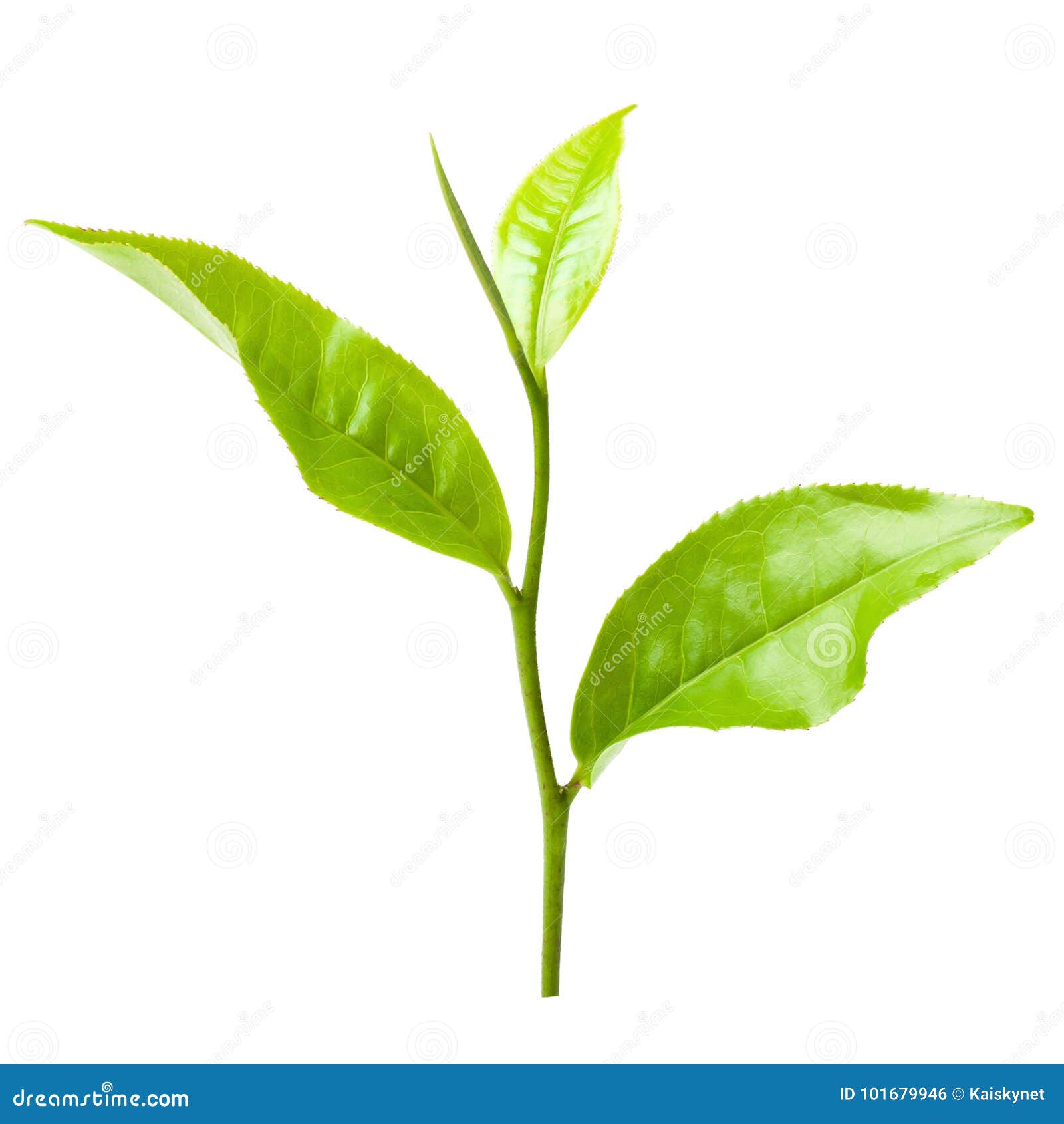 Green Tea Leaf Isolated on White Background Stock Photo Image of herb