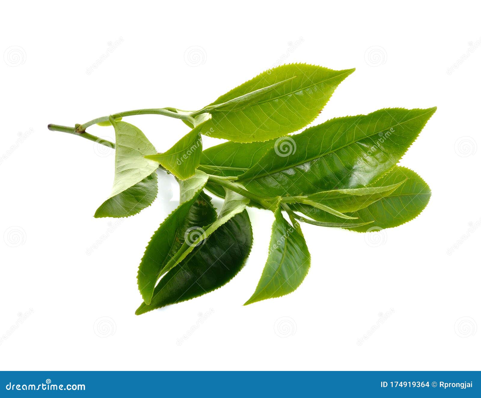 Green Tea Leaf Isolated on White Background Stock Photo Image of