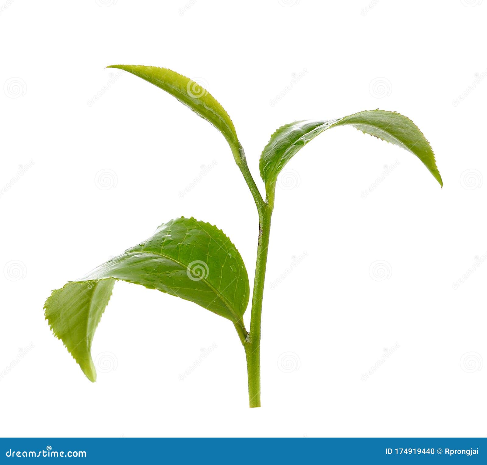 Green Tea Leaf Isolated on White Background Stock Photo Image of