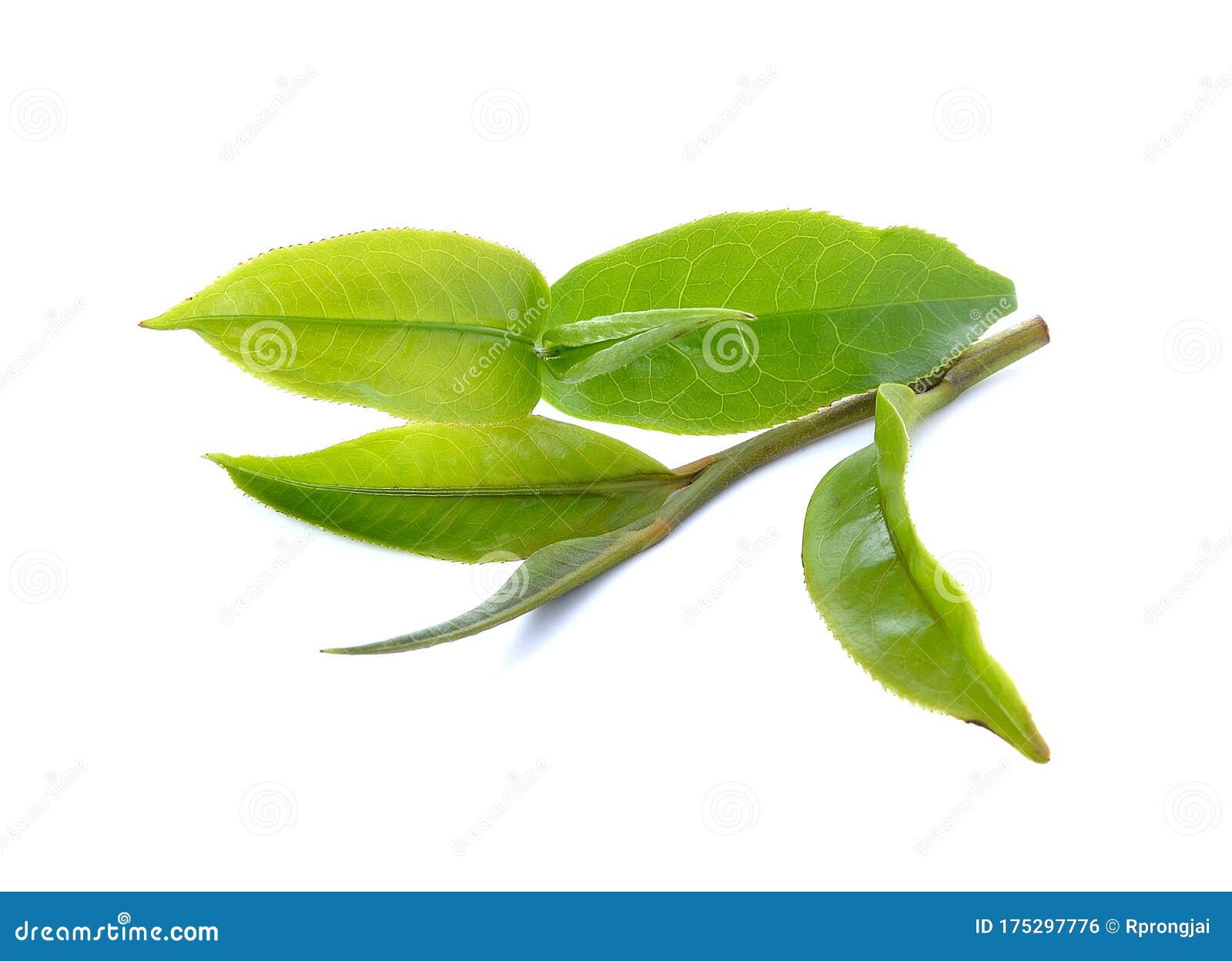 Green Tea Leaf Isolated on White Background Stock Photo Image of
