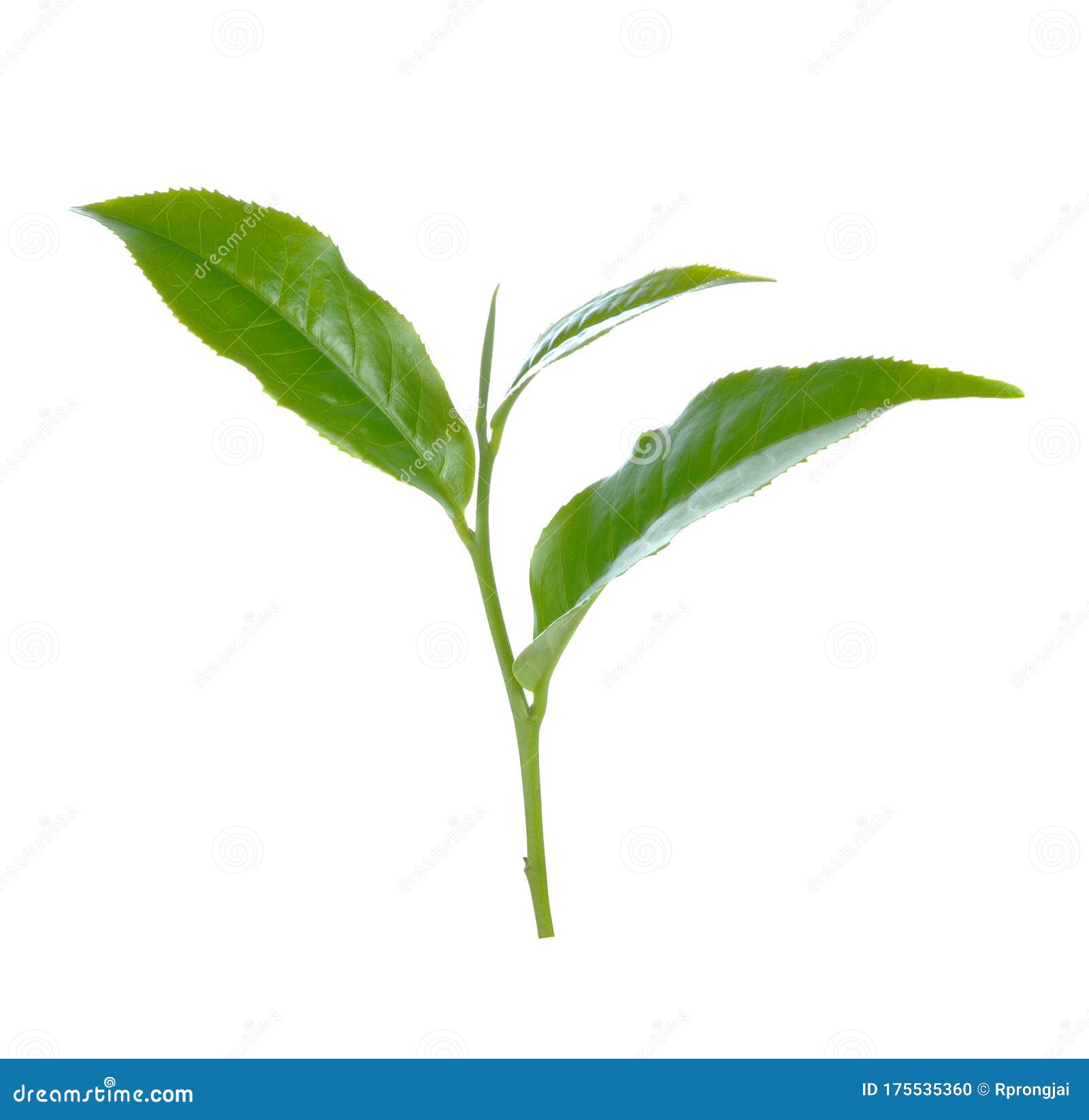 Green Tea Leaf Isolated on White Background Stock Photo Image of leaf, green 175535360