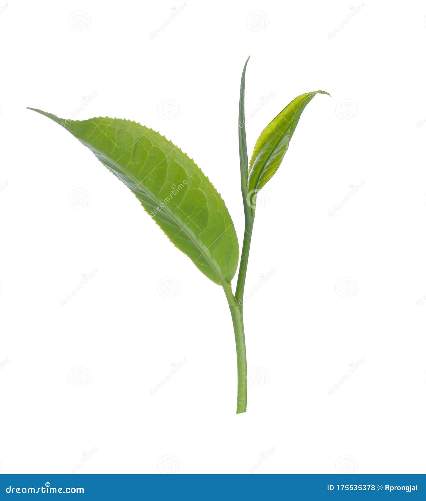 Green Tea Leaf Isolated on White Background Stock Photo Image of
