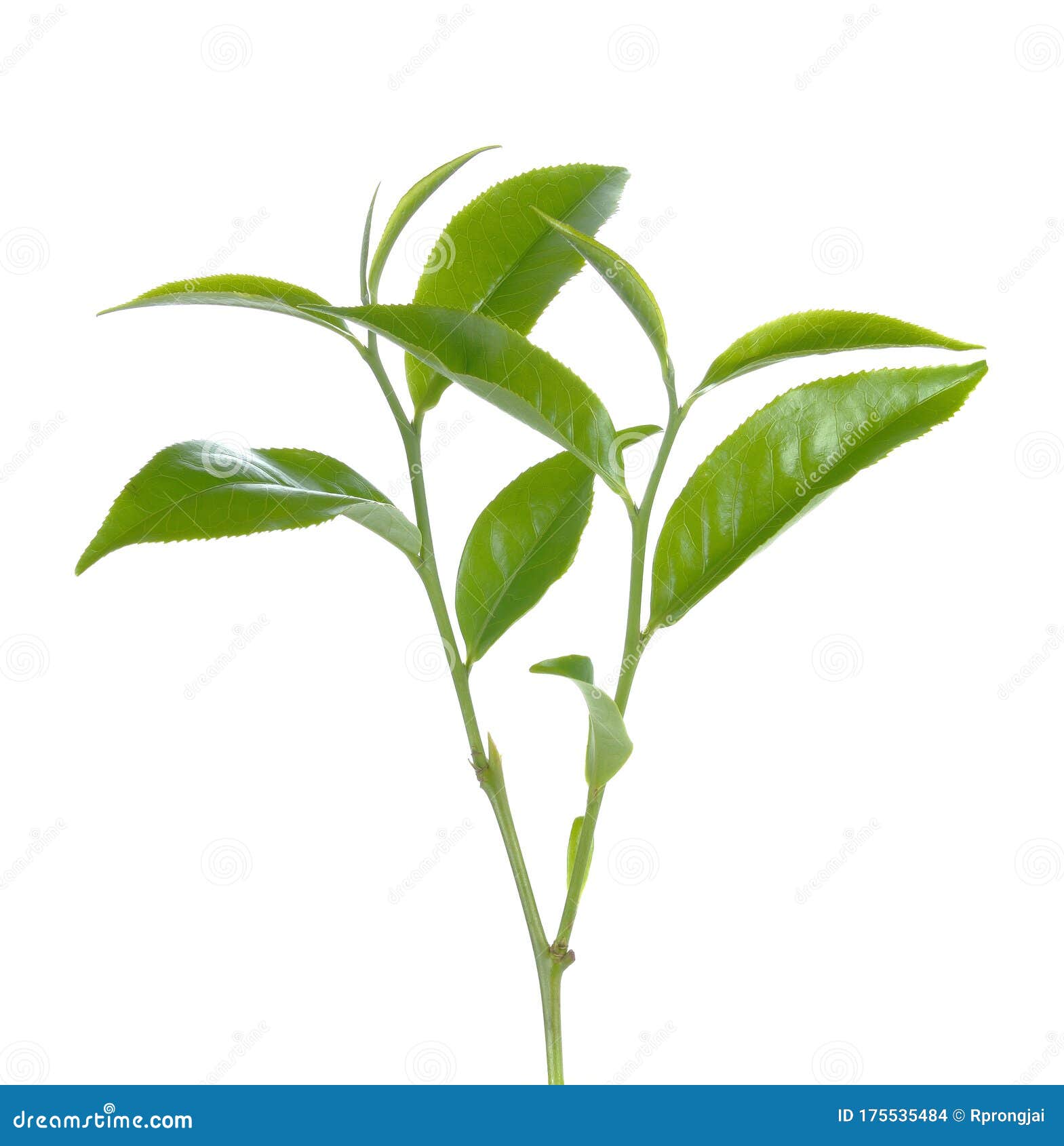 Green Tea Leaf Isolated on White Background Stock Photo Image of