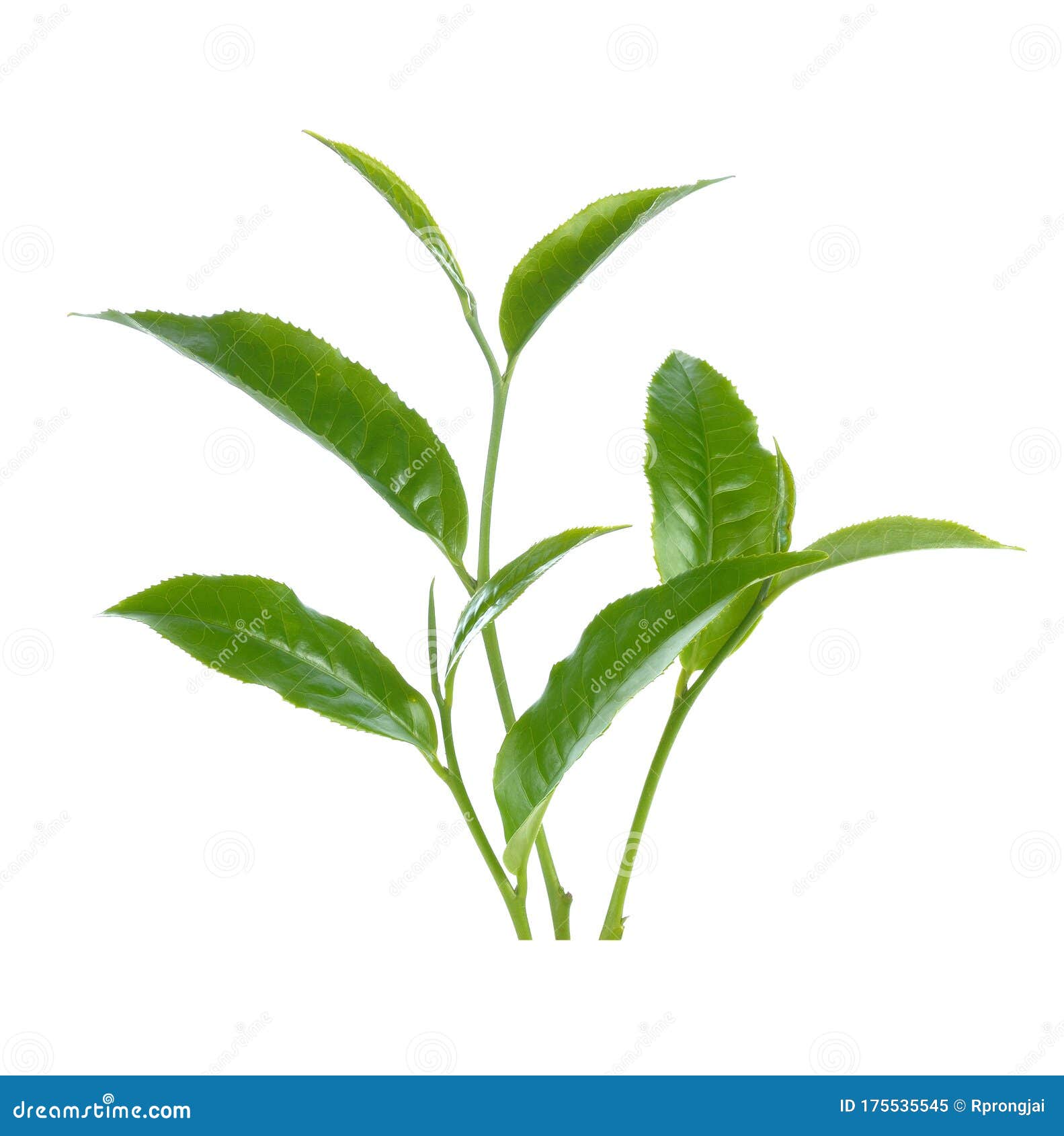 Green Tea Leaf Isolated on White Background Stock Image Image of