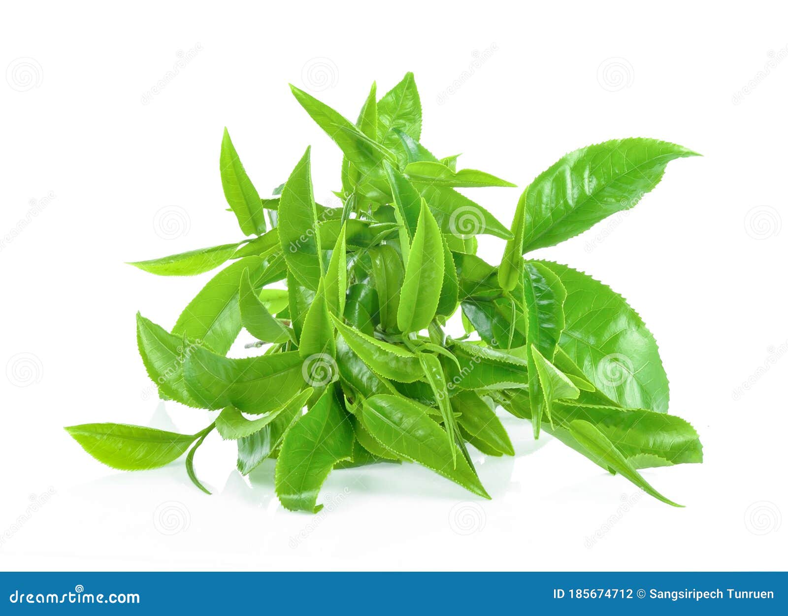 Green Tea Leaf Isolated on White Background Stock Photo Image of plantation, isolated 185674712