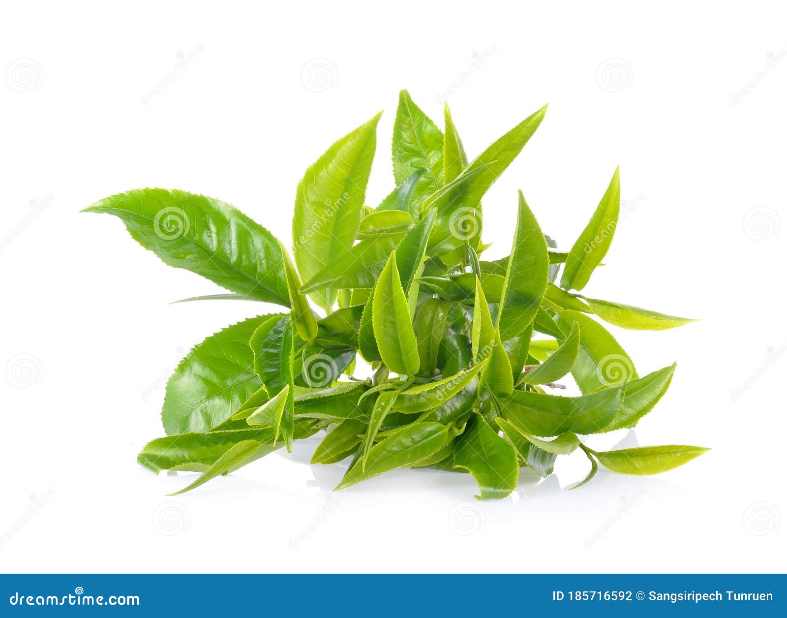Green Tea Leaf Isolated on White Background Stock Photo Image of