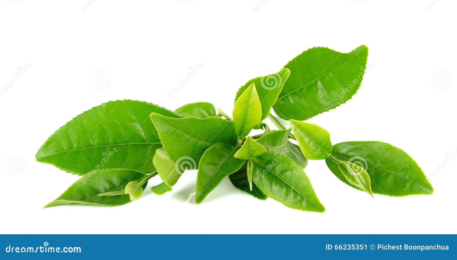 Green Tea Leaf Isolated on White Background Stock Image Image of