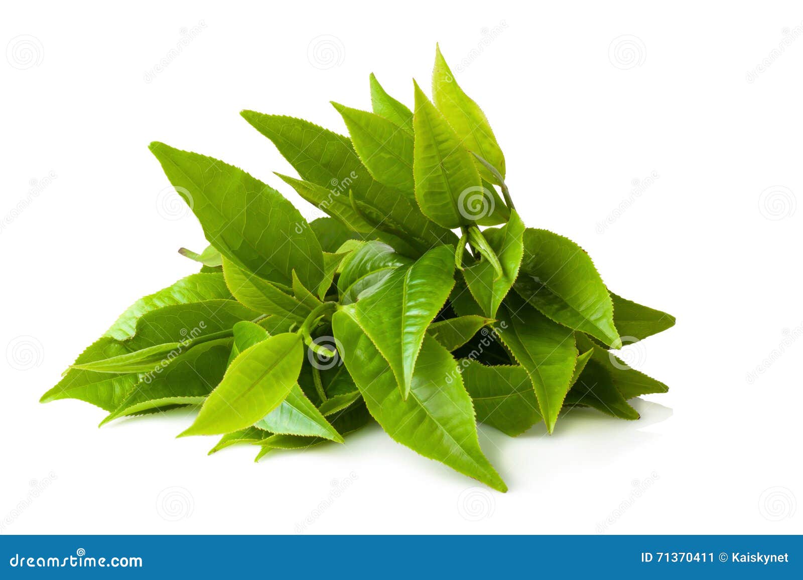 Green Tea Leaf Isolated on White Background Stock Image Image of