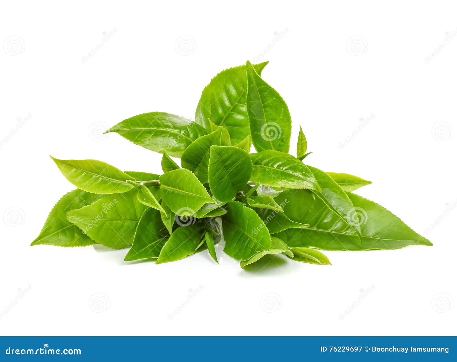 Green Tea Leaf Isolated on White Stock Image Image of healthy