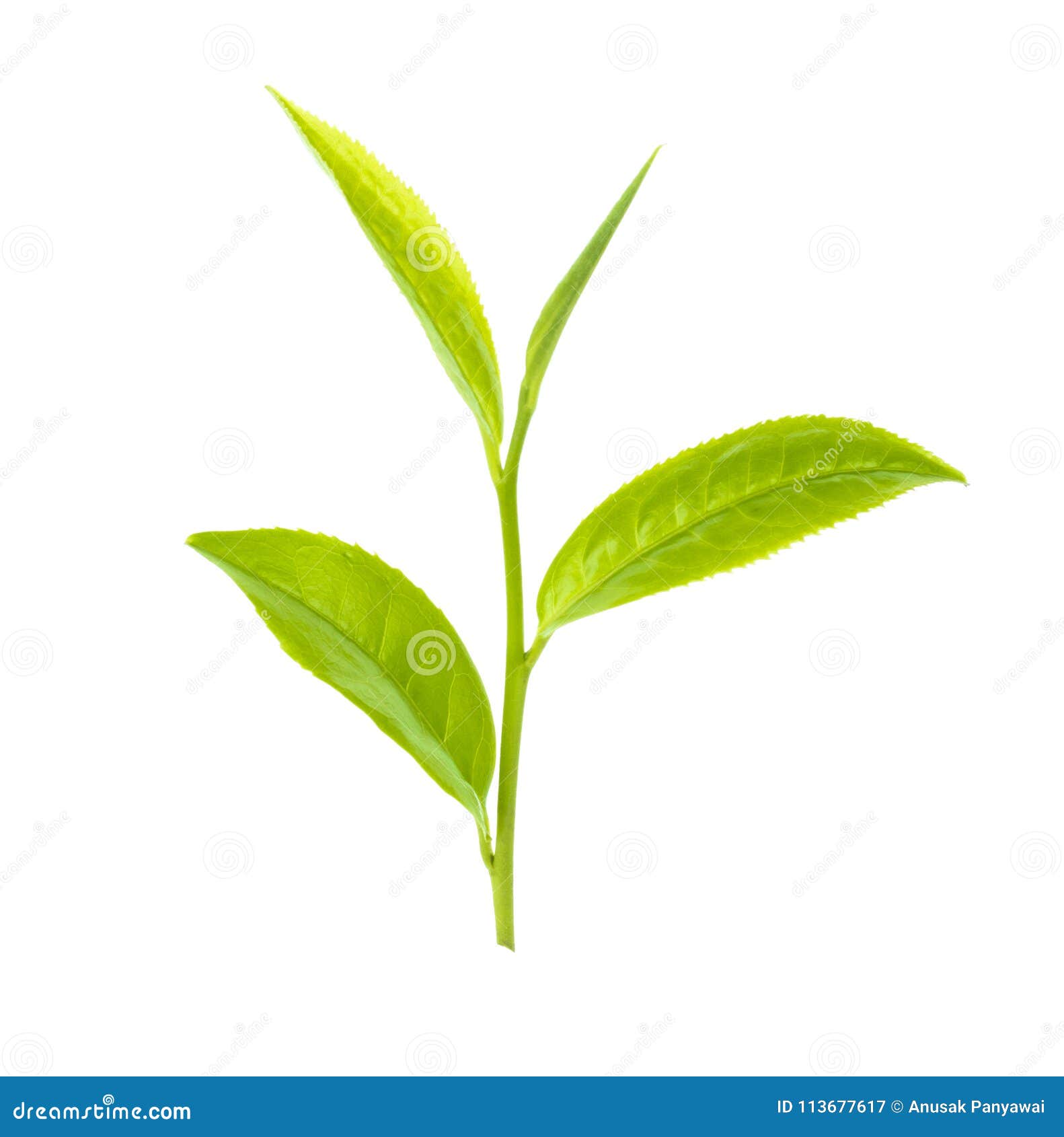 Green tea leaf stock image. Image of leaf, young, closeup 113677617