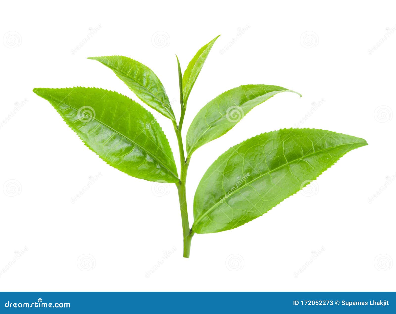 Green Tea Leaf Isolated on White Stock Image Image of health, herbal