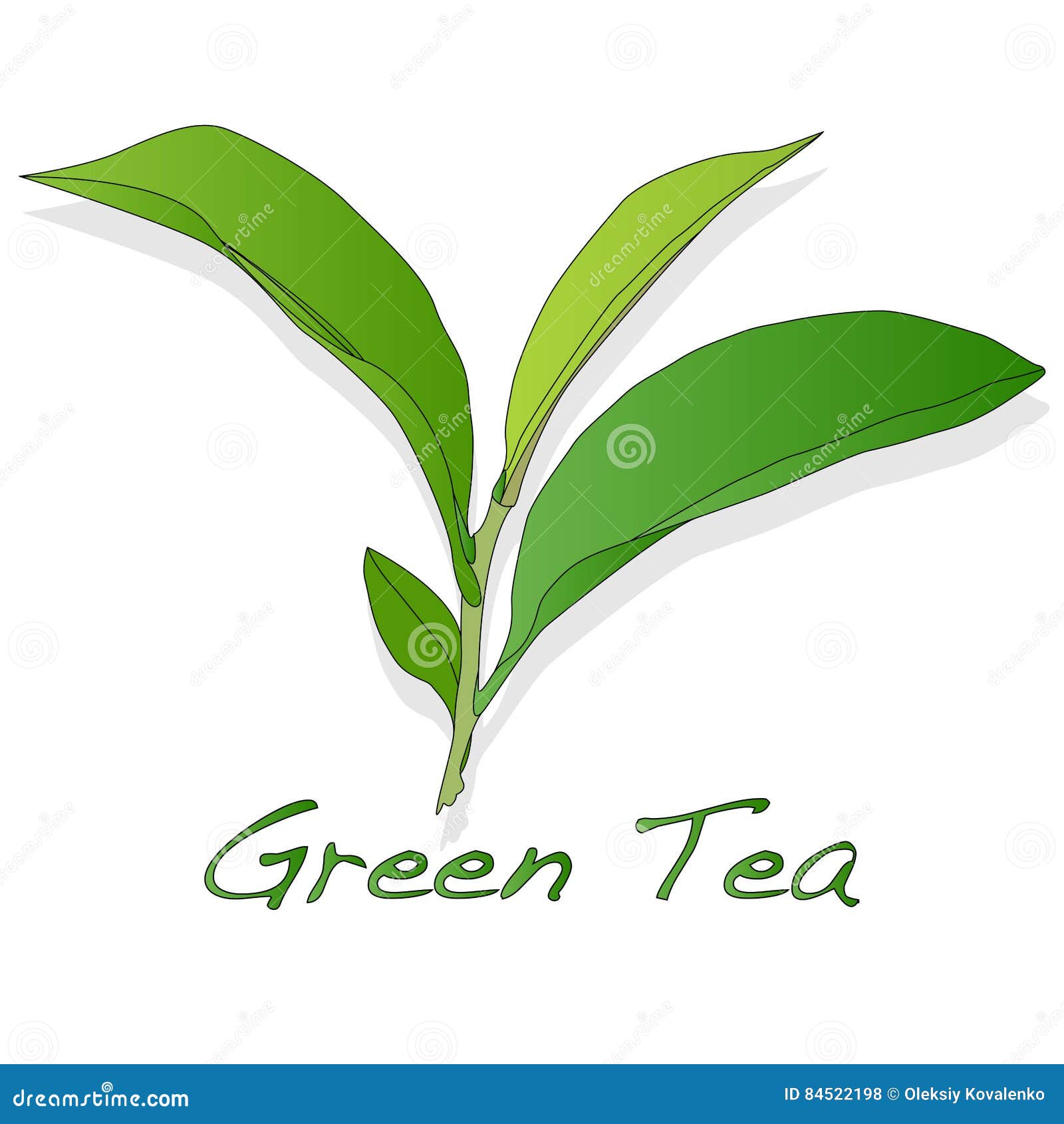 Green tea leaf vector stock vector. Illustration of plantation 84522198