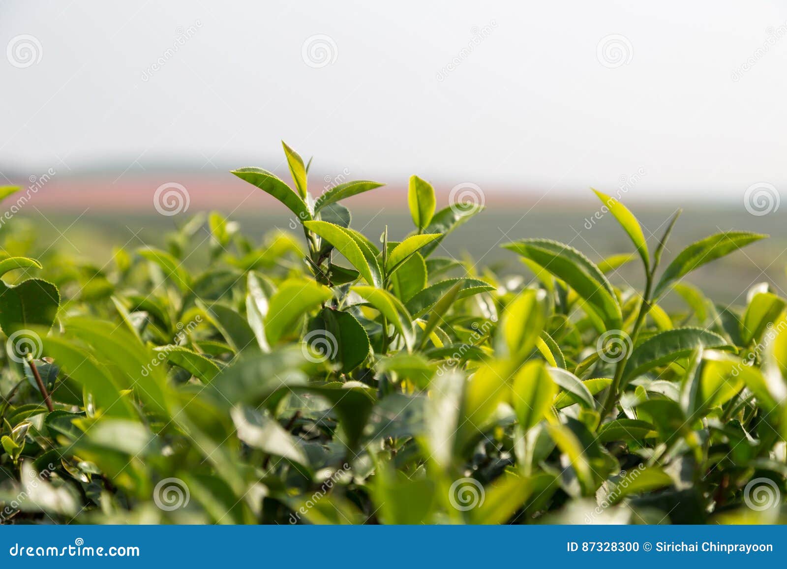 Green Tea Leave in Field, Close Up Stock Photo Image of field, asia