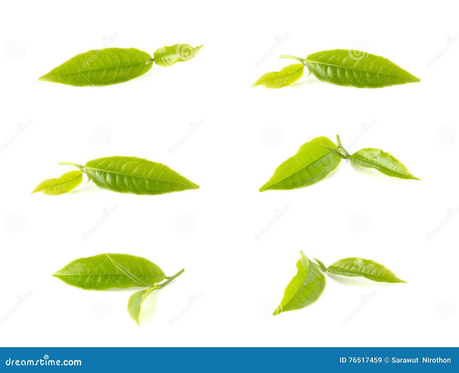 Green Tea Leaves Collection on White Background. Stock Image Image of