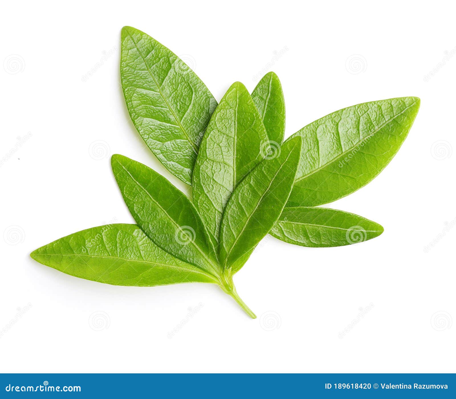 Green tea leaves isolated stock photo. Image of flora 189618420