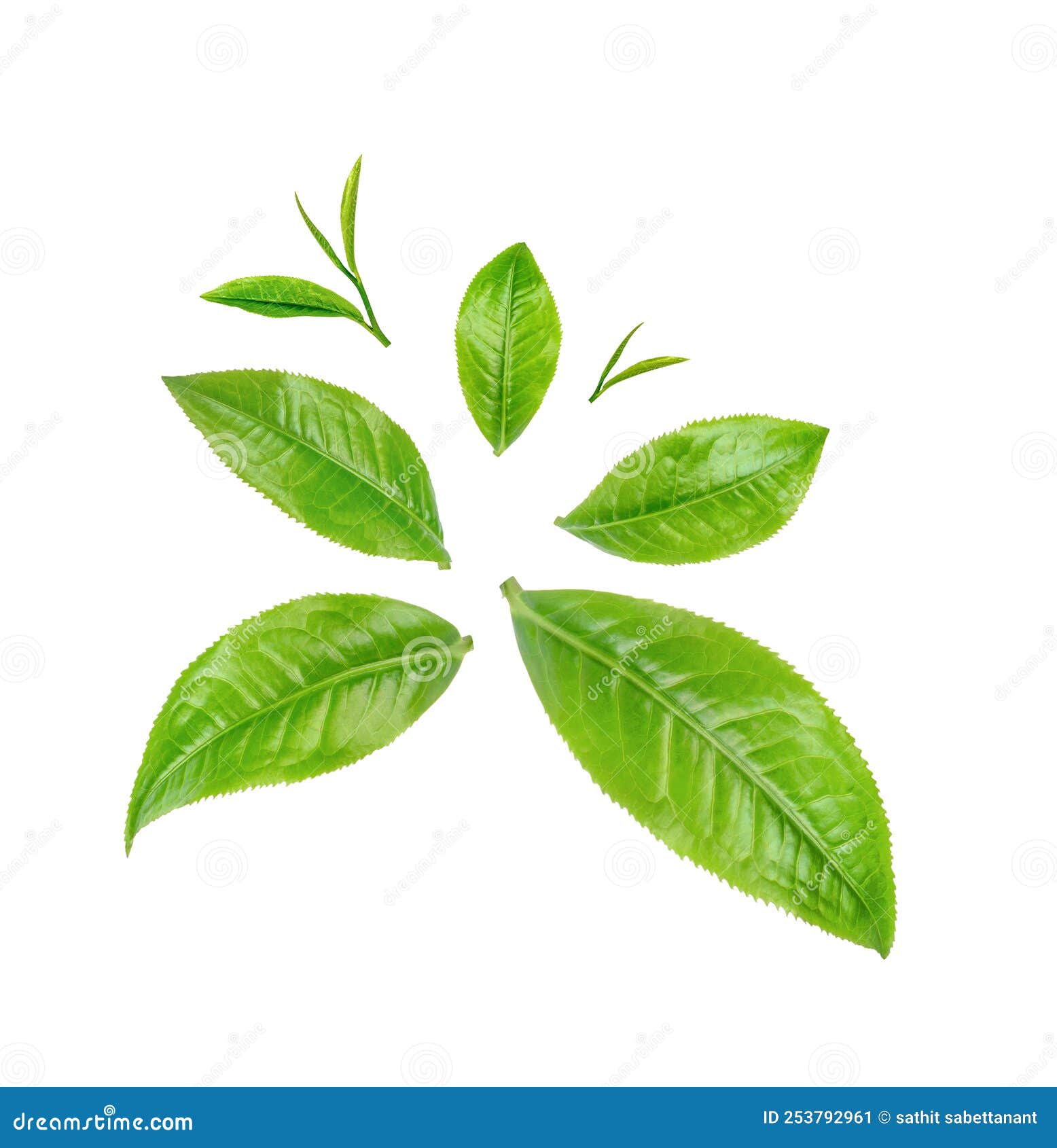 Green Tea Leaves Isolated on White Background Stock Image Image of