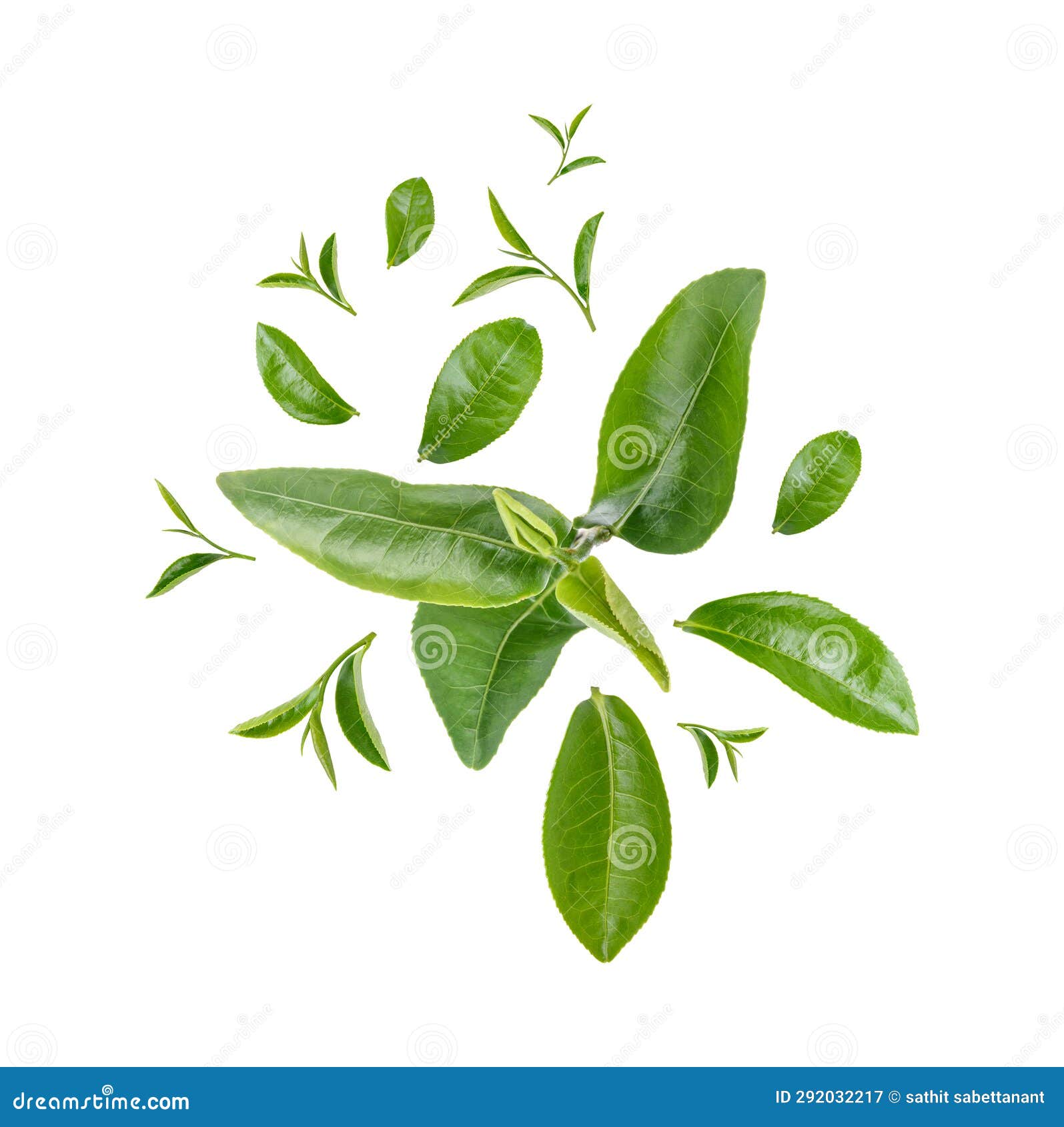 Green Tea Leaves Isolated on White Background Stock Image Image of