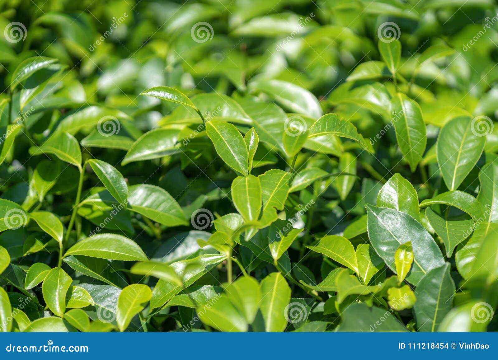 Green Tea Leaves in a Tea Plantation. Stock Photo Image of estate