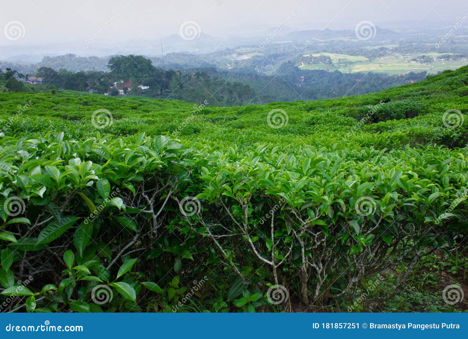 Green Tea Leaves in Tea Plantation Stock Image Image of grow, country