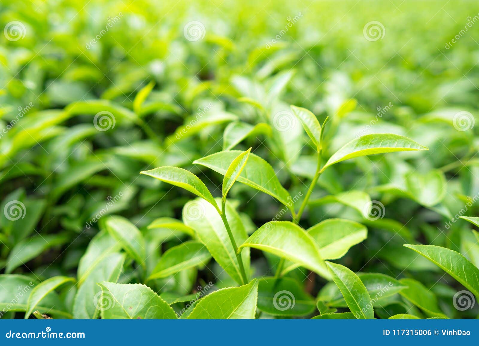 Green Tea Leaves in a Tea Plantation in Morning Stock Photo Image of