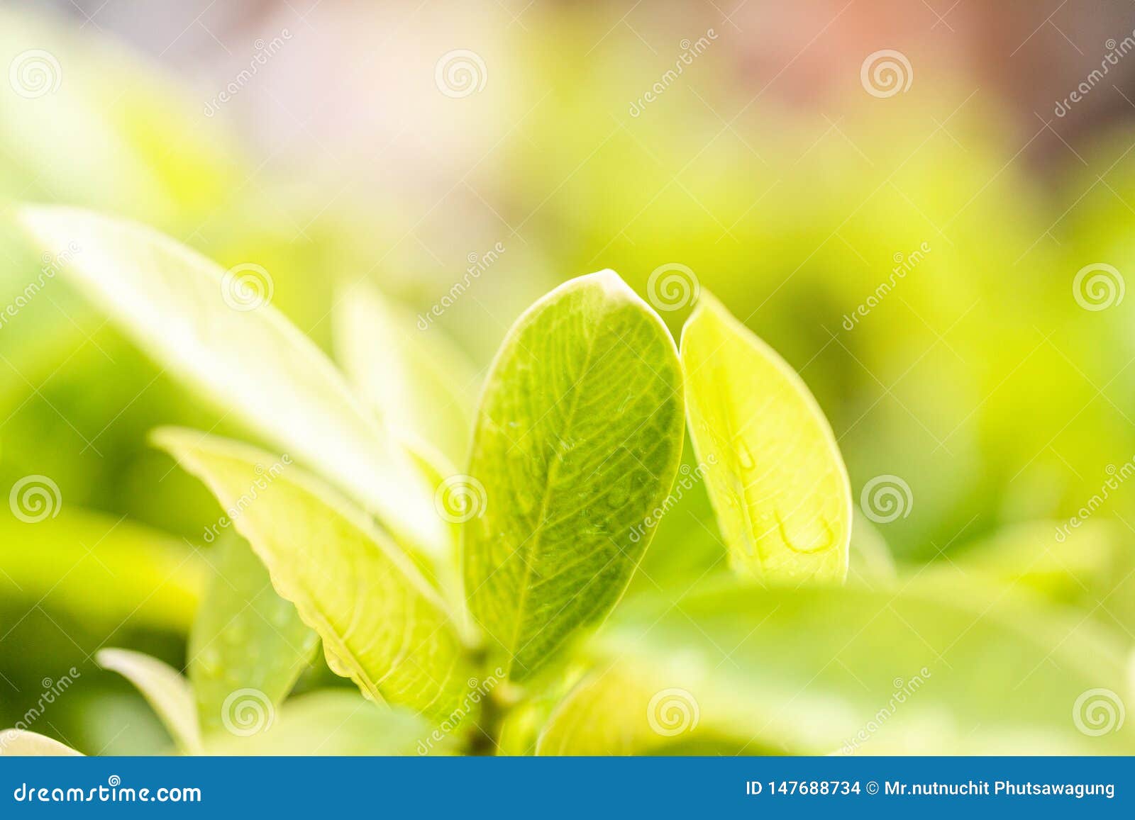 Green Tea Leaves in a Tea Plantation in Morning Stock Photo Image of