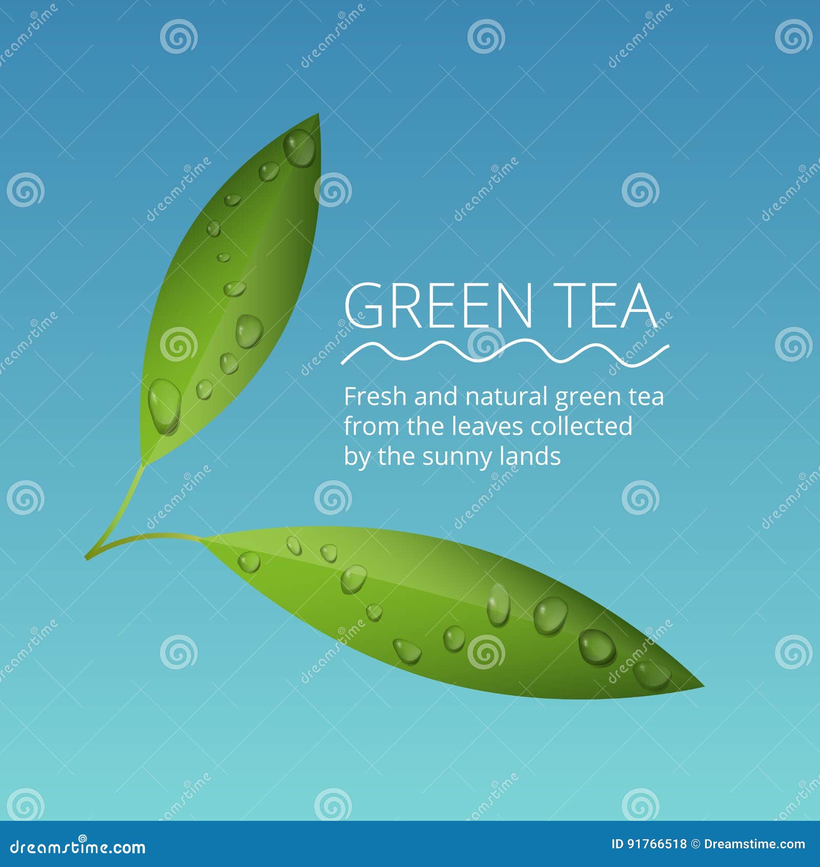 Green Tea Leaves with Water Drops Vector Illustration Stock Vector