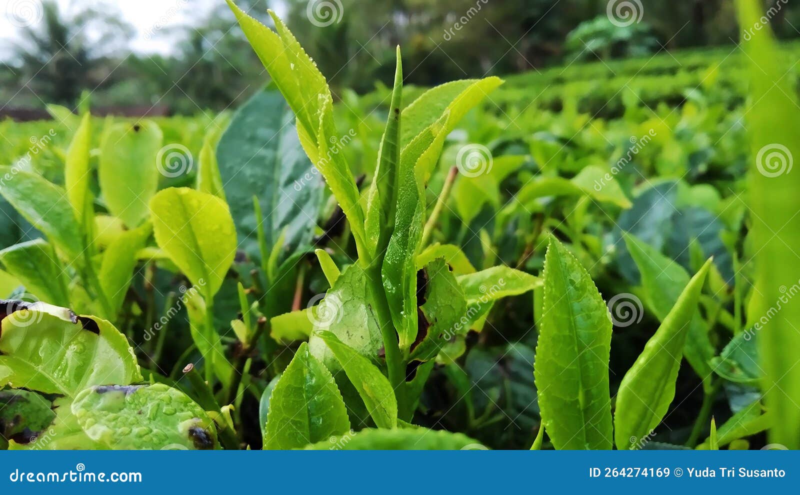Green tea morning stock image. Image of tropical, wildflower 264274169