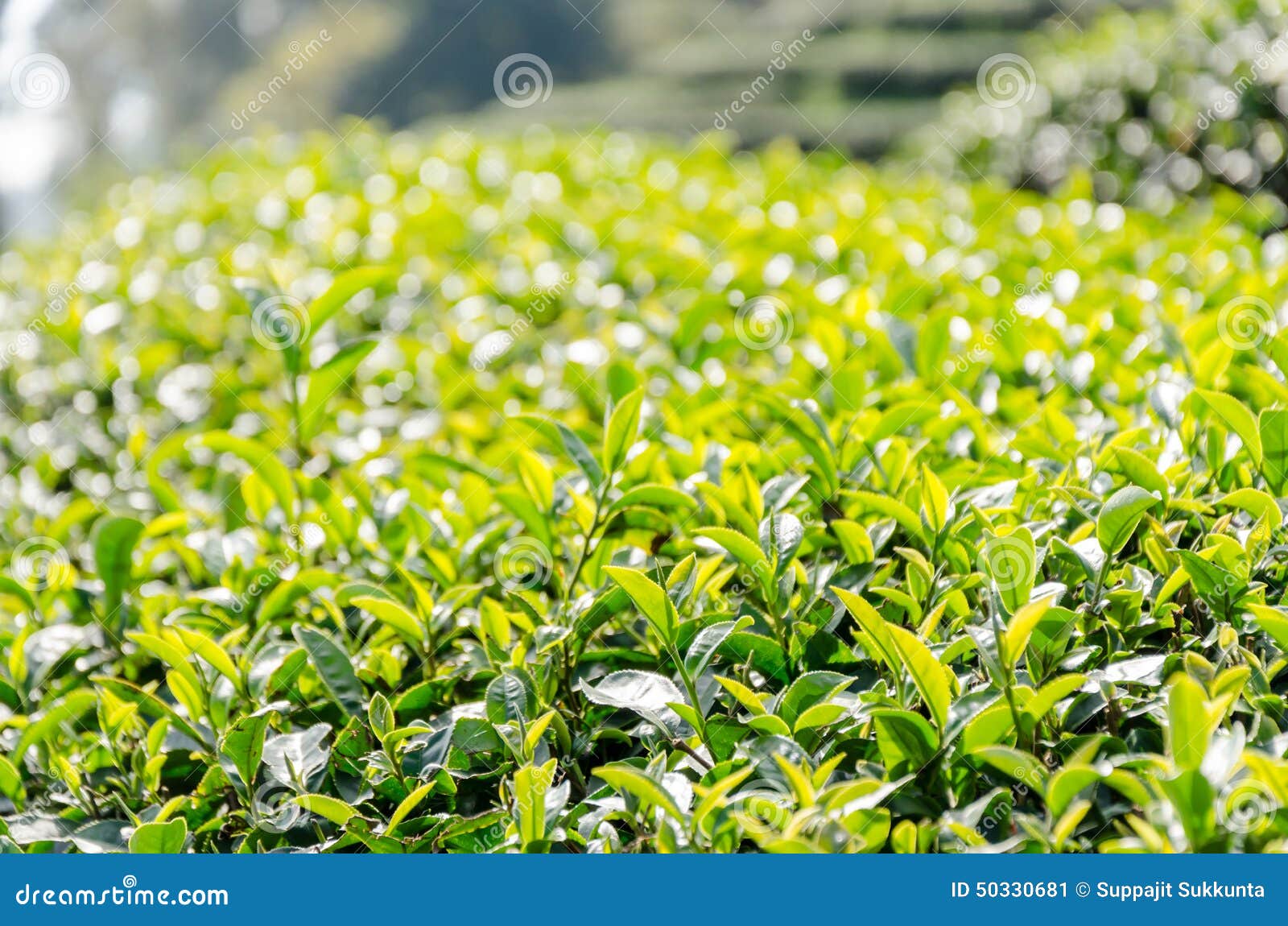 Green Tea Plantation Landscape Stock Image Image of farming, asian